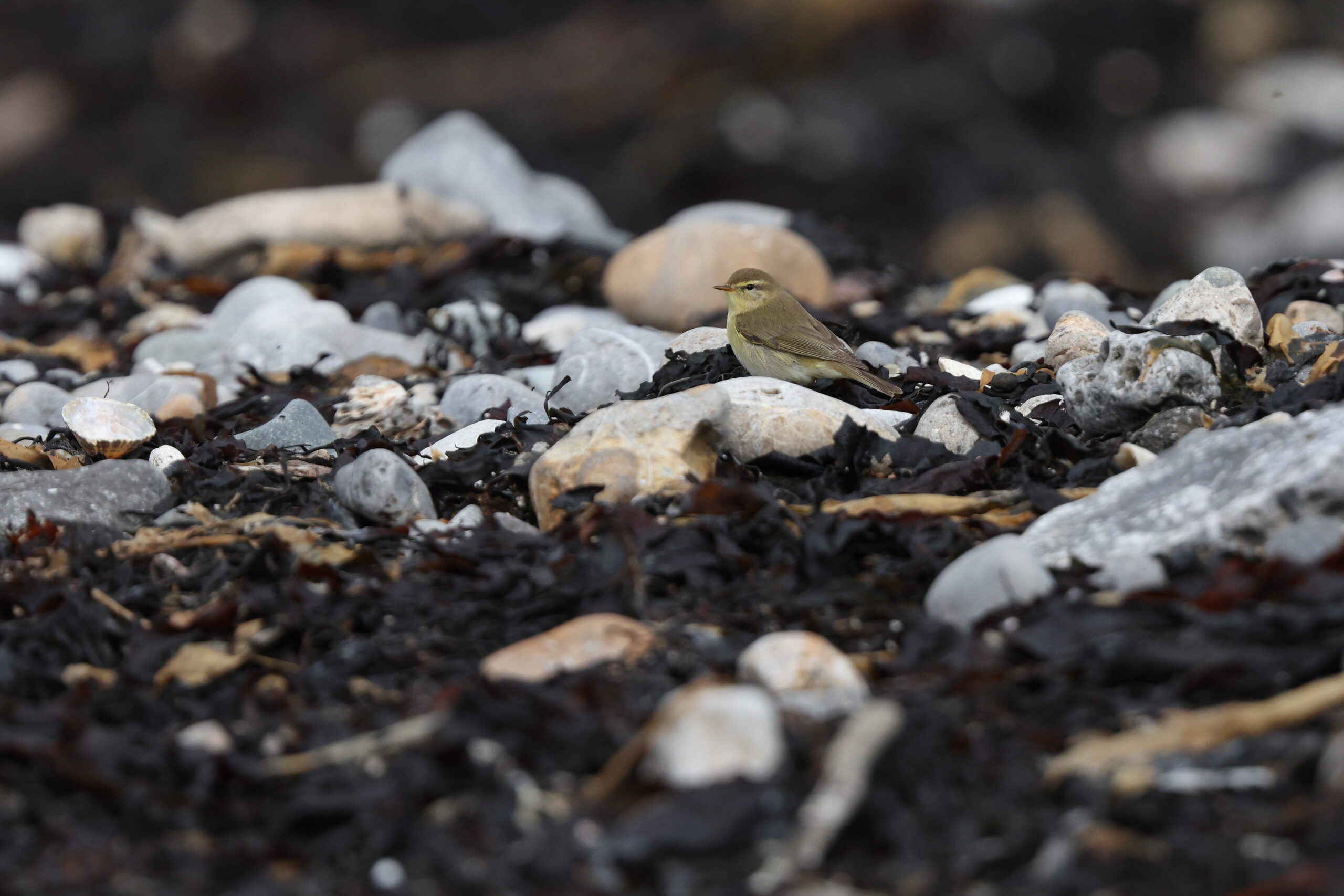 Willow Warbler. Isle of Man, April 2024 © Neil G Morris.