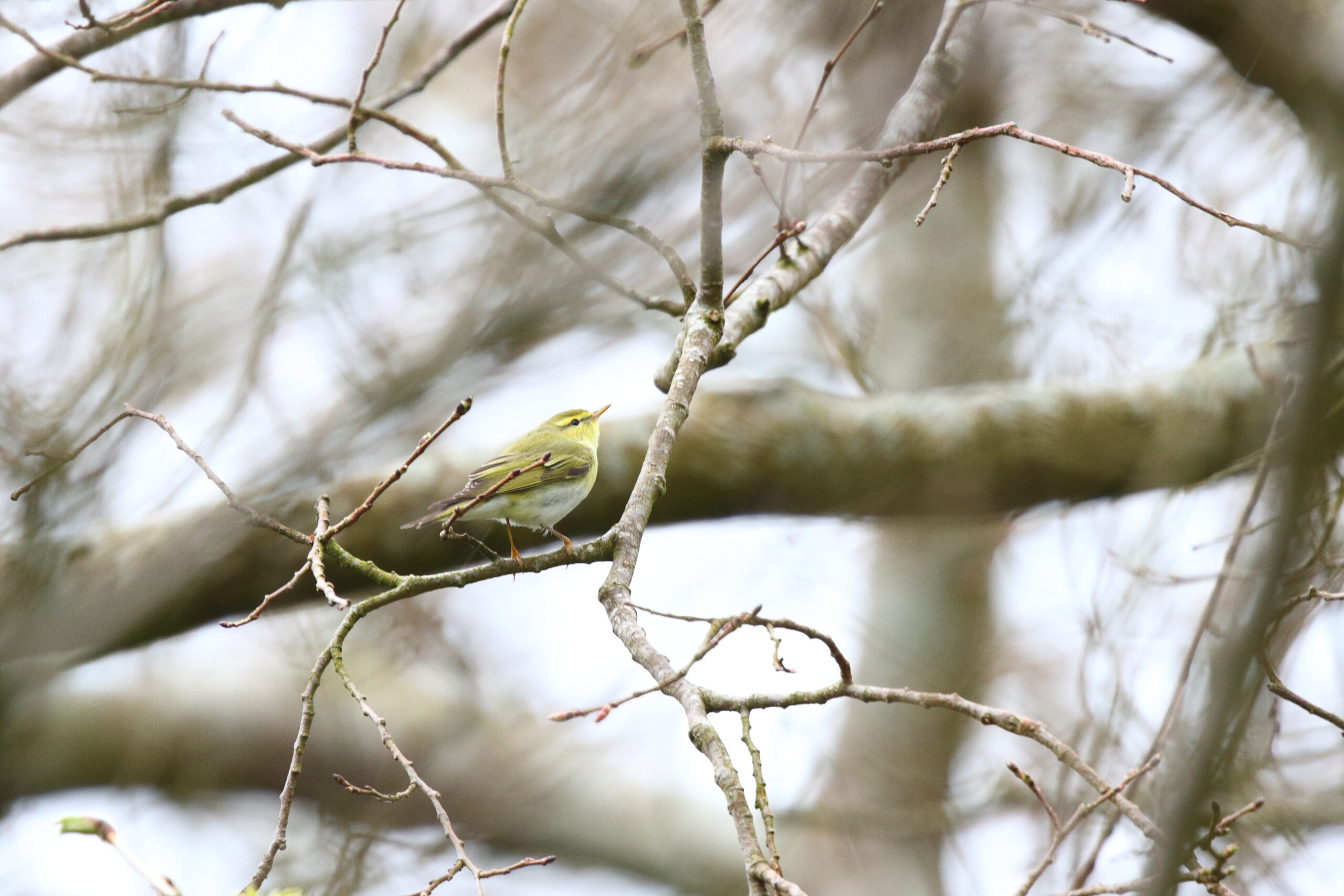 Wood Warbler. Isle of Man, May 2016 © Neil G. Morris.