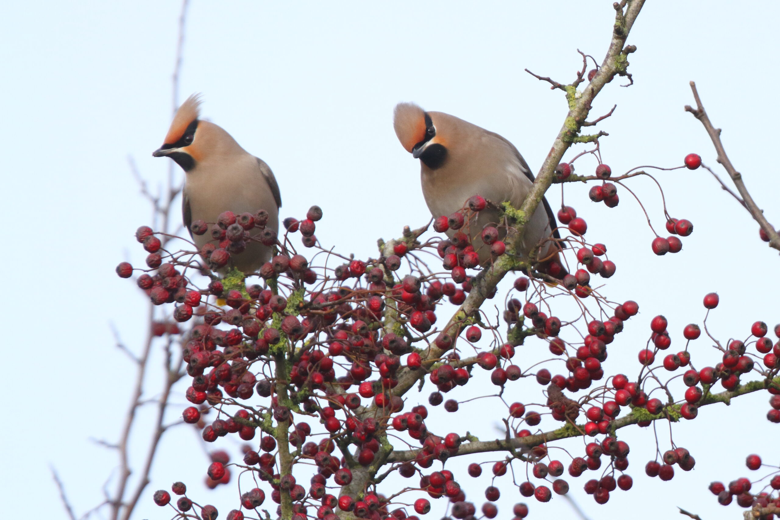 Waxwing. Isle of Man, February 2020 © Neil G Morris.