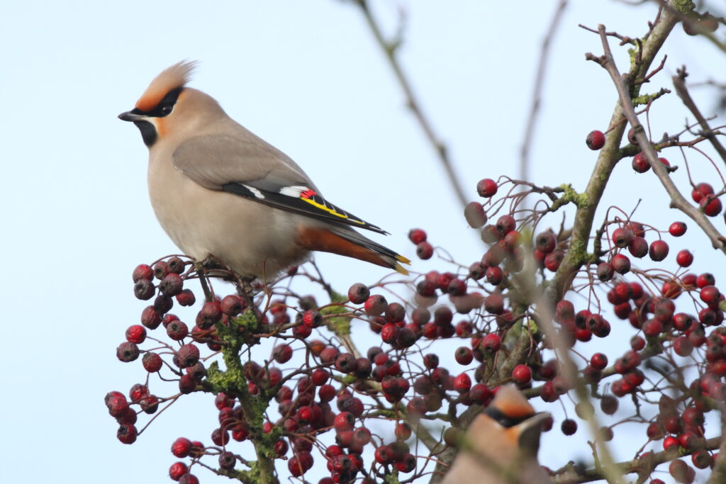 Waxwing. Isle of Man, February 2020 © Neil G Morris.