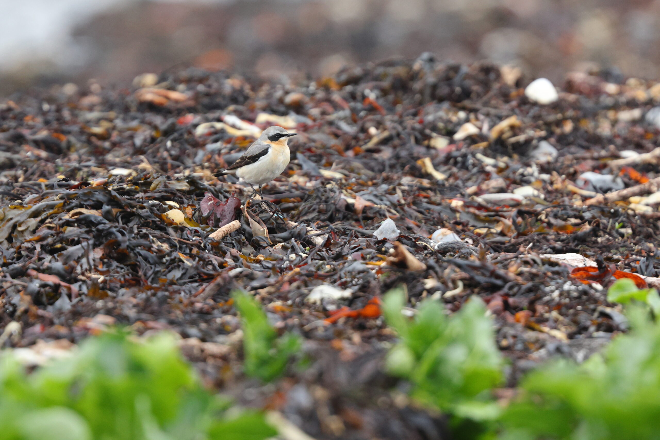 Wheatear. Isle of Man, March 2024 © Neil G Morris.