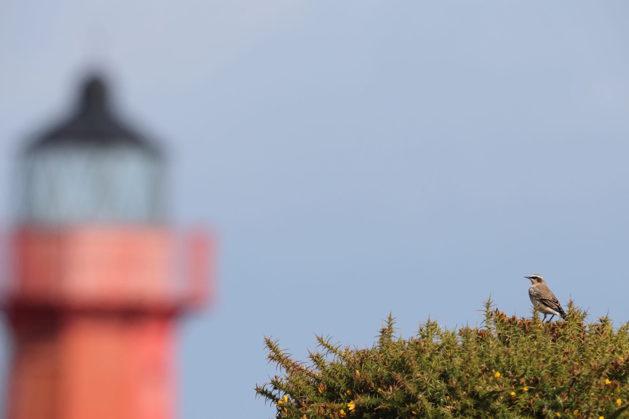 Wheatear. Isle of Man, September 2024 © Neil G Morris.