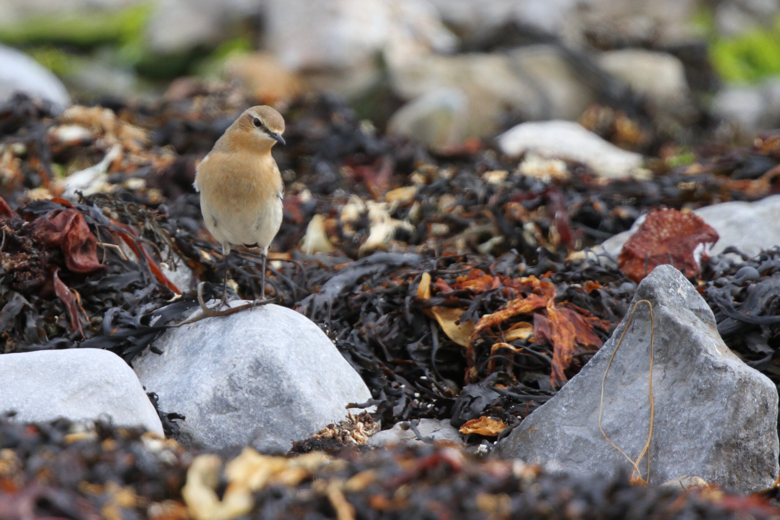 Wheatear. Isle of Man, May 2021 © Neil G Morris.