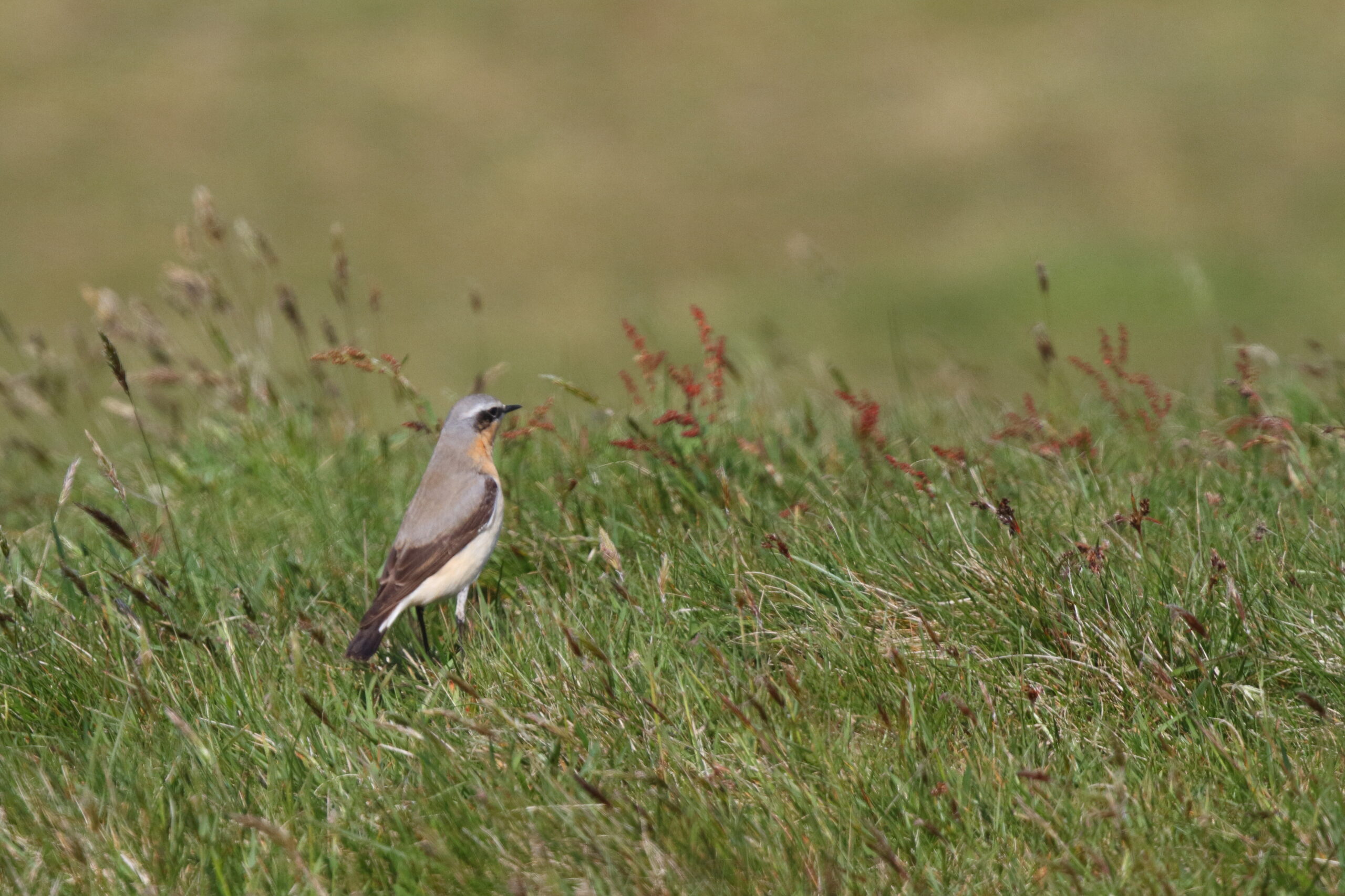 Wheatear. Isle of Man, May 2022 © Neil G Morris.
