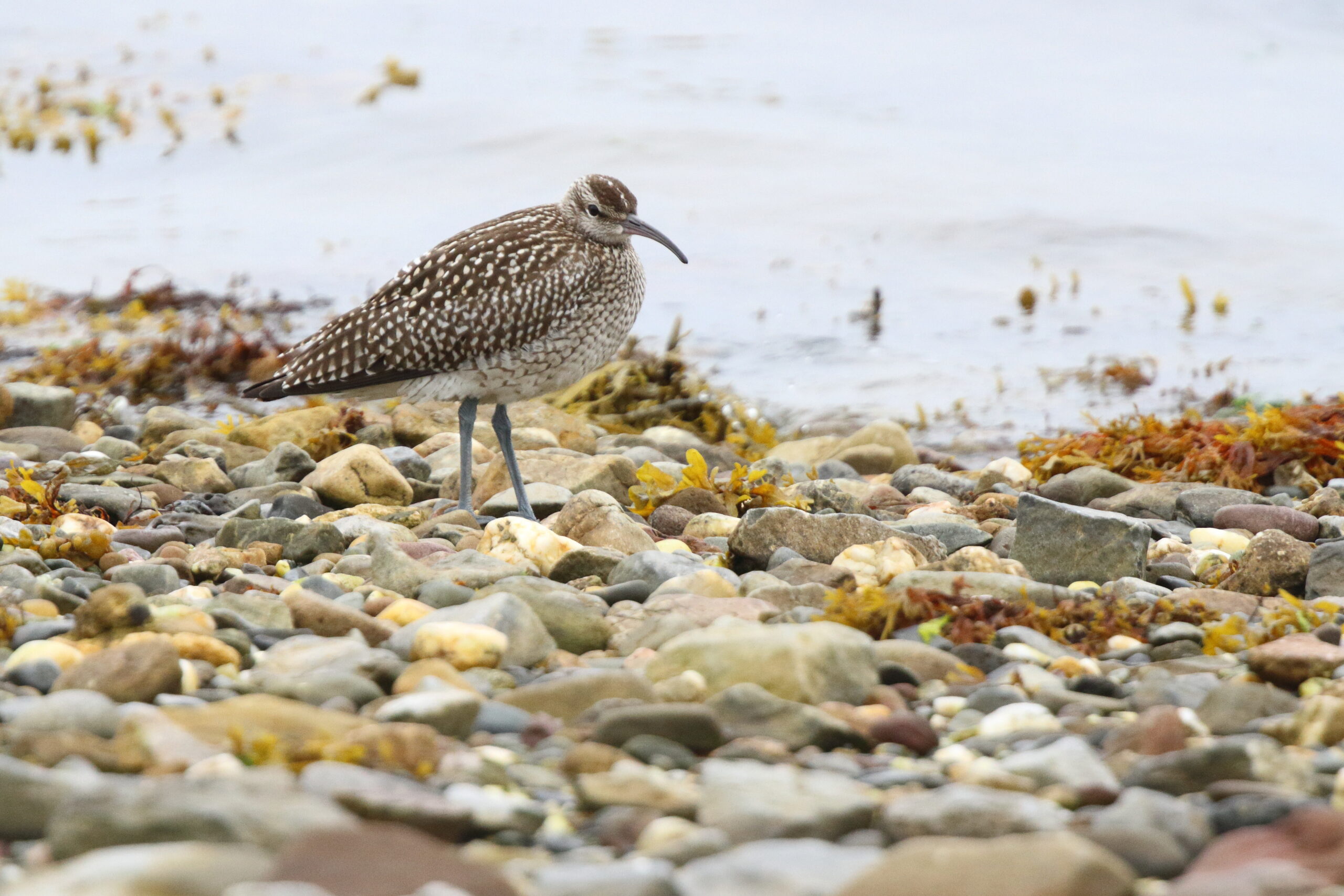 Whimbrel. Isle of Man, September 2018 © Neil G Morris.