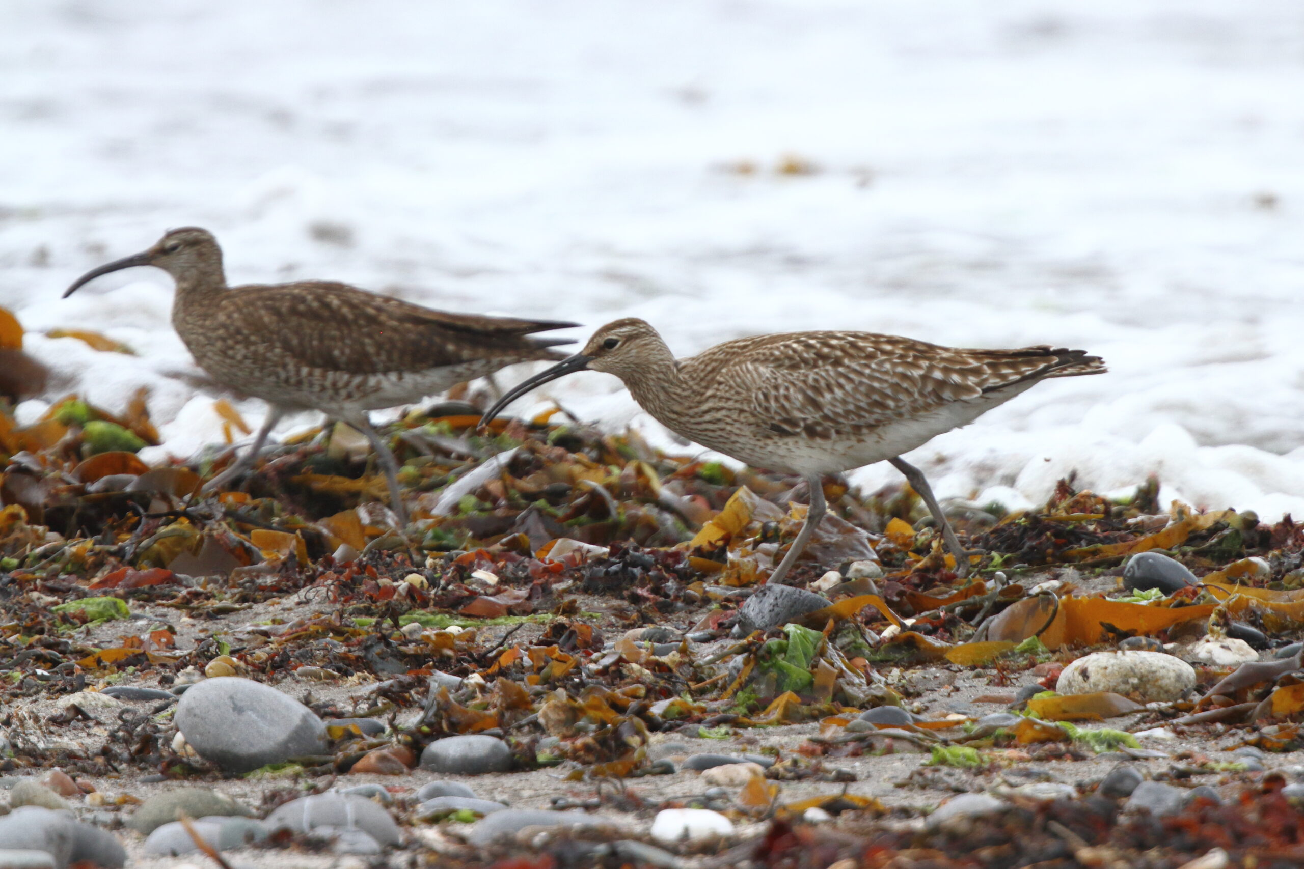 Whimbrel. Isle of Man, May 2021 © Neil G Morris.