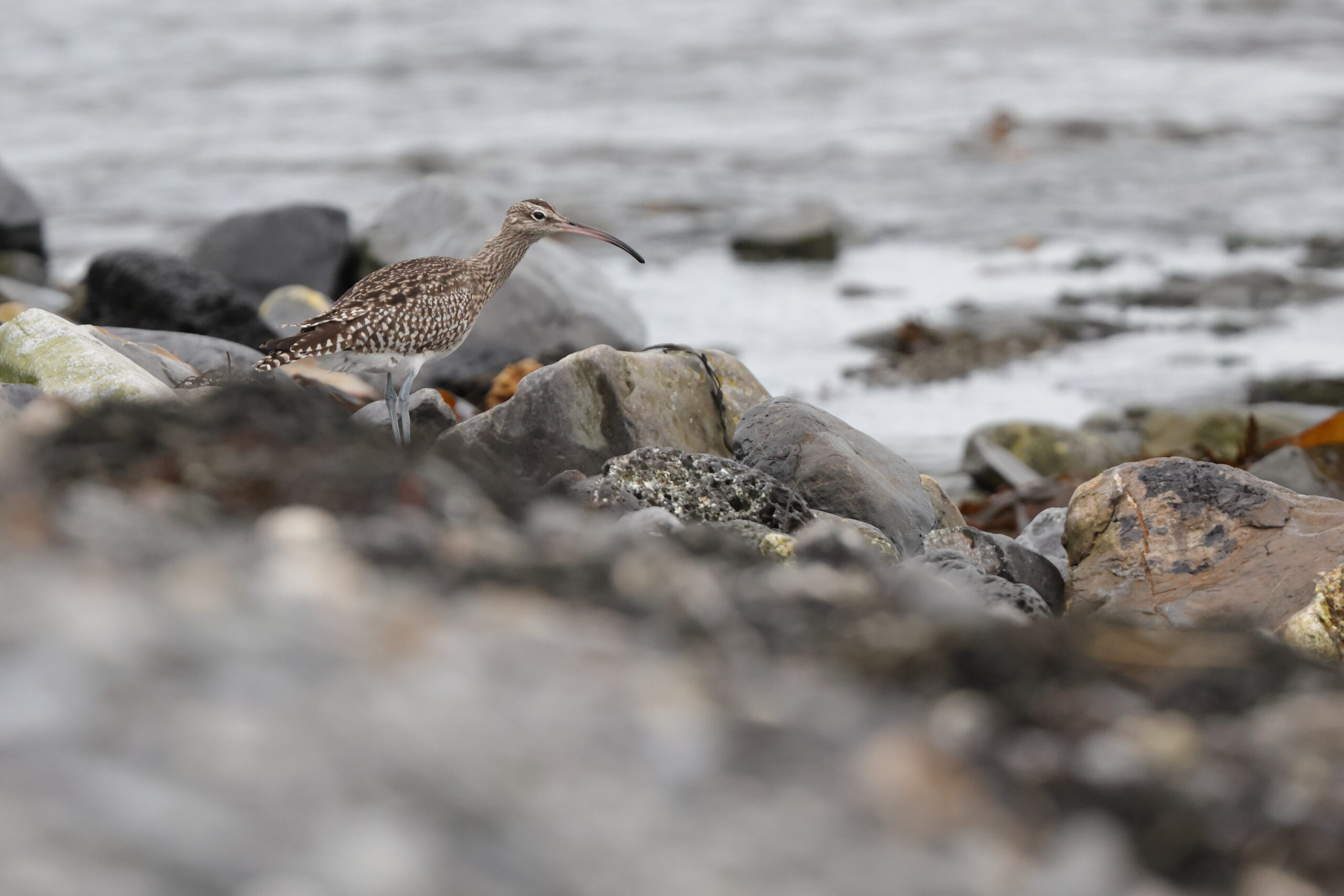 Whimbrel. Isle of Man, January 2023 © Neil G Morris.
