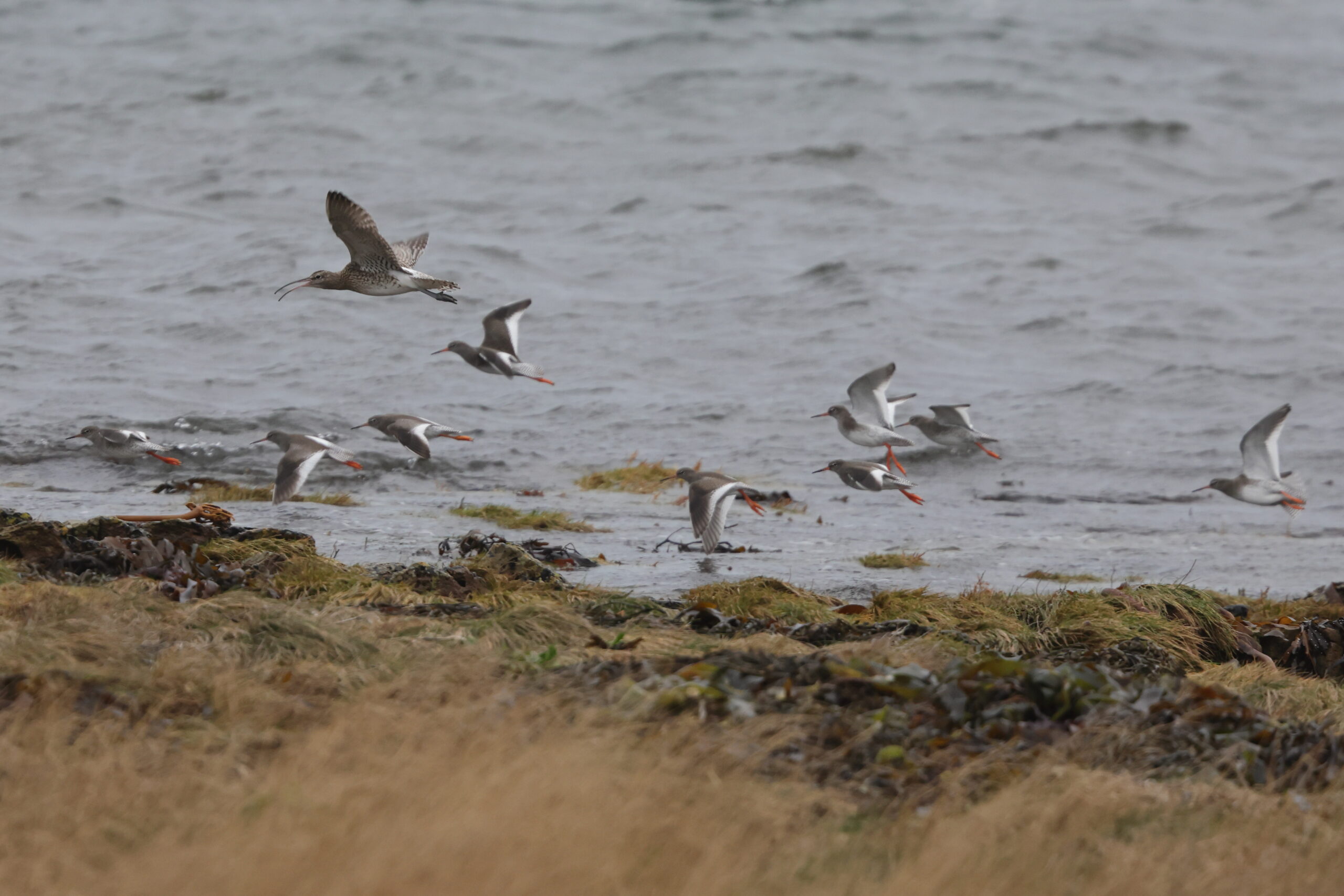 Whimbrel. Isle of Man, December 2023 © Neil G Morris.