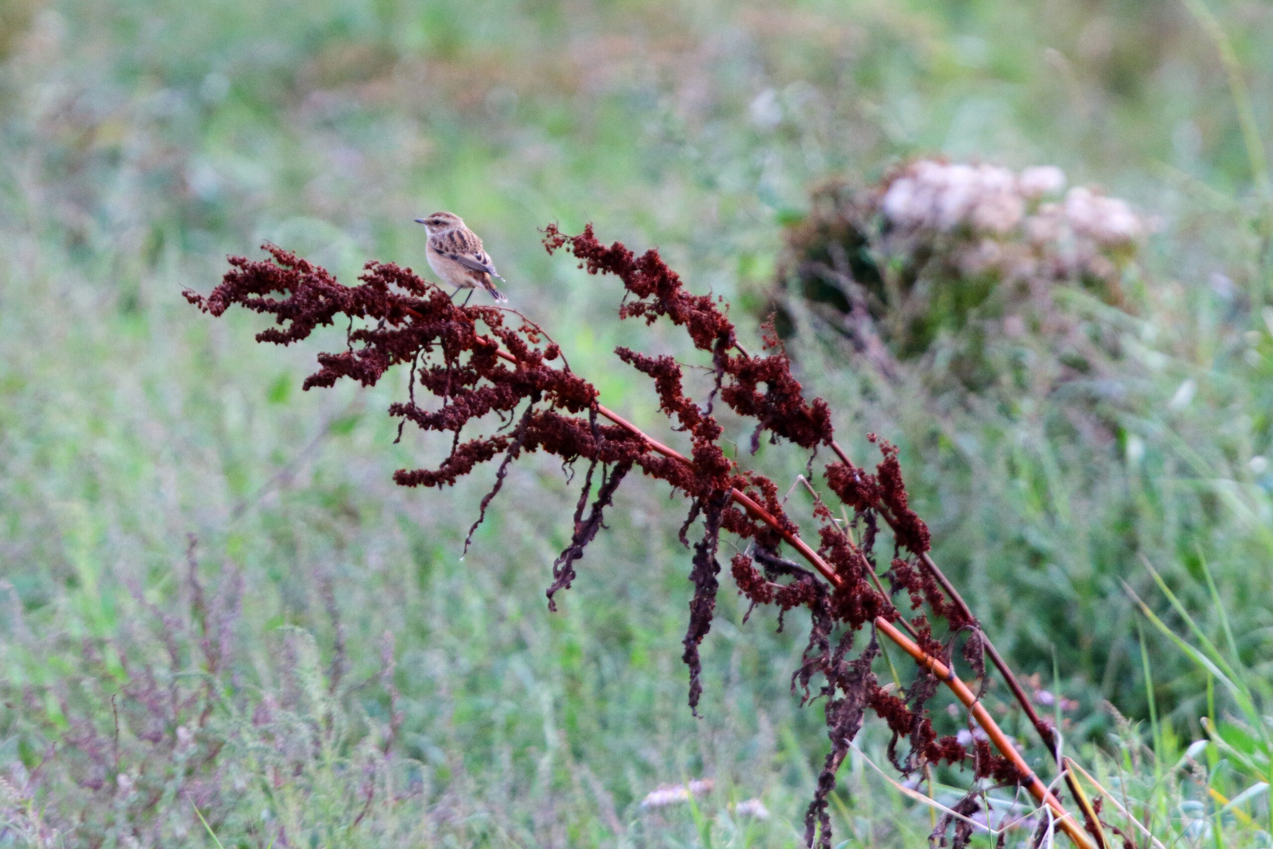 Whinchat. Isle of Man, August 2018 © Neil G Morris.