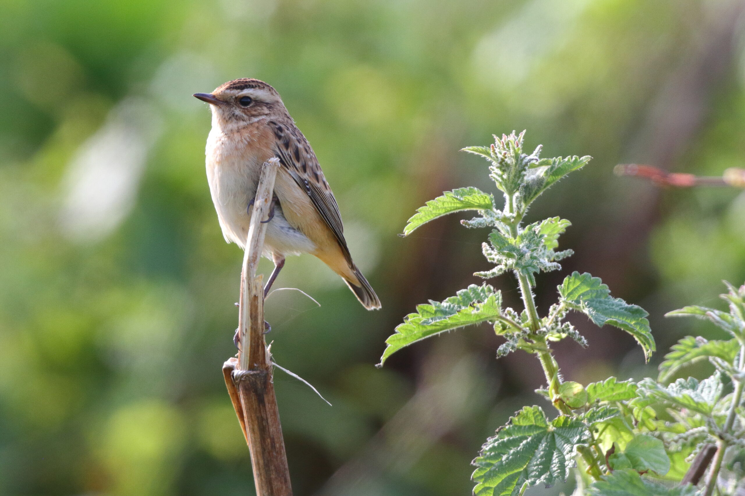 Whinchat. Isle of Man, August 2019 © Neil G Morris.