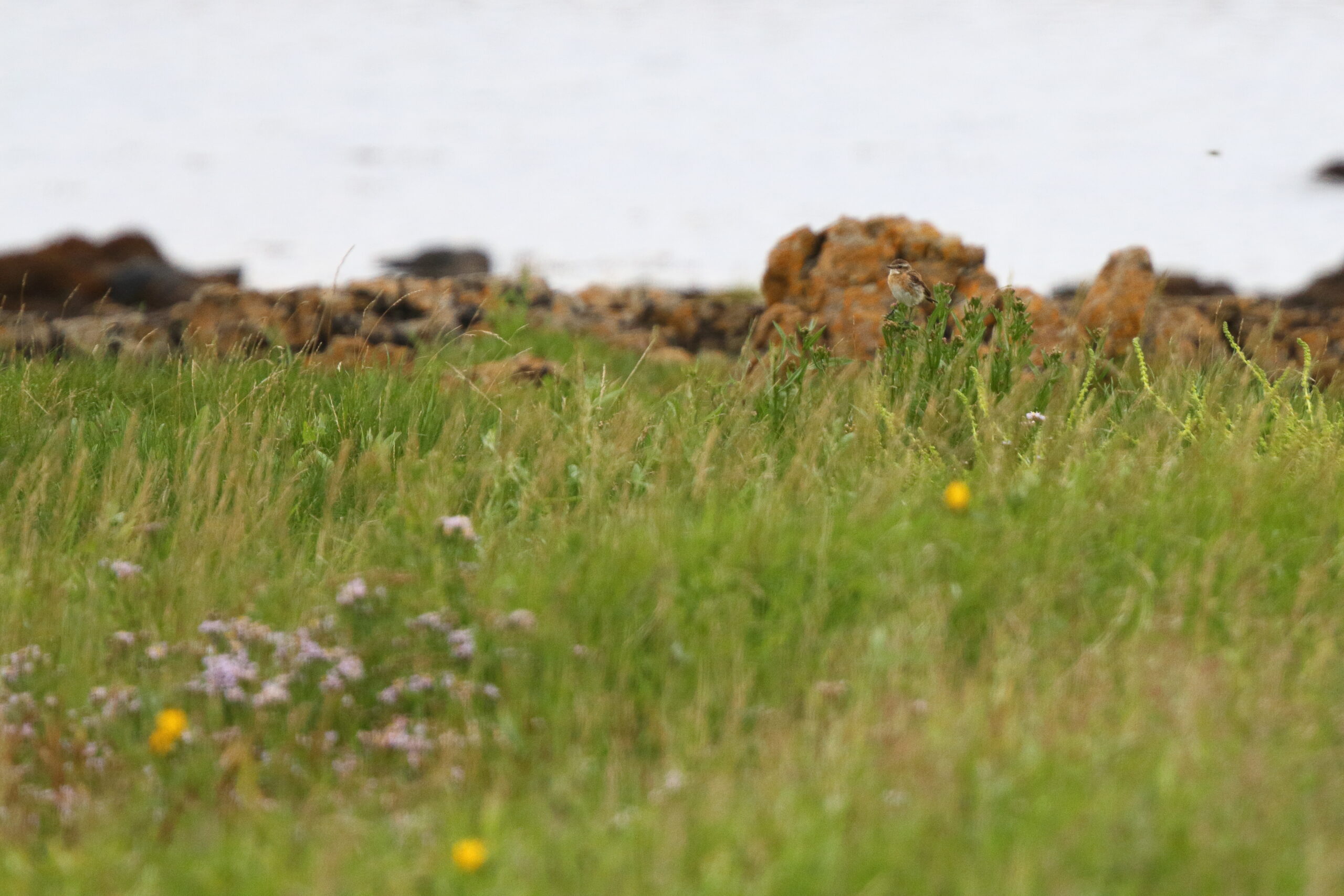 Whinchat. Isle of Man, July 2020 © Neil G Morris.