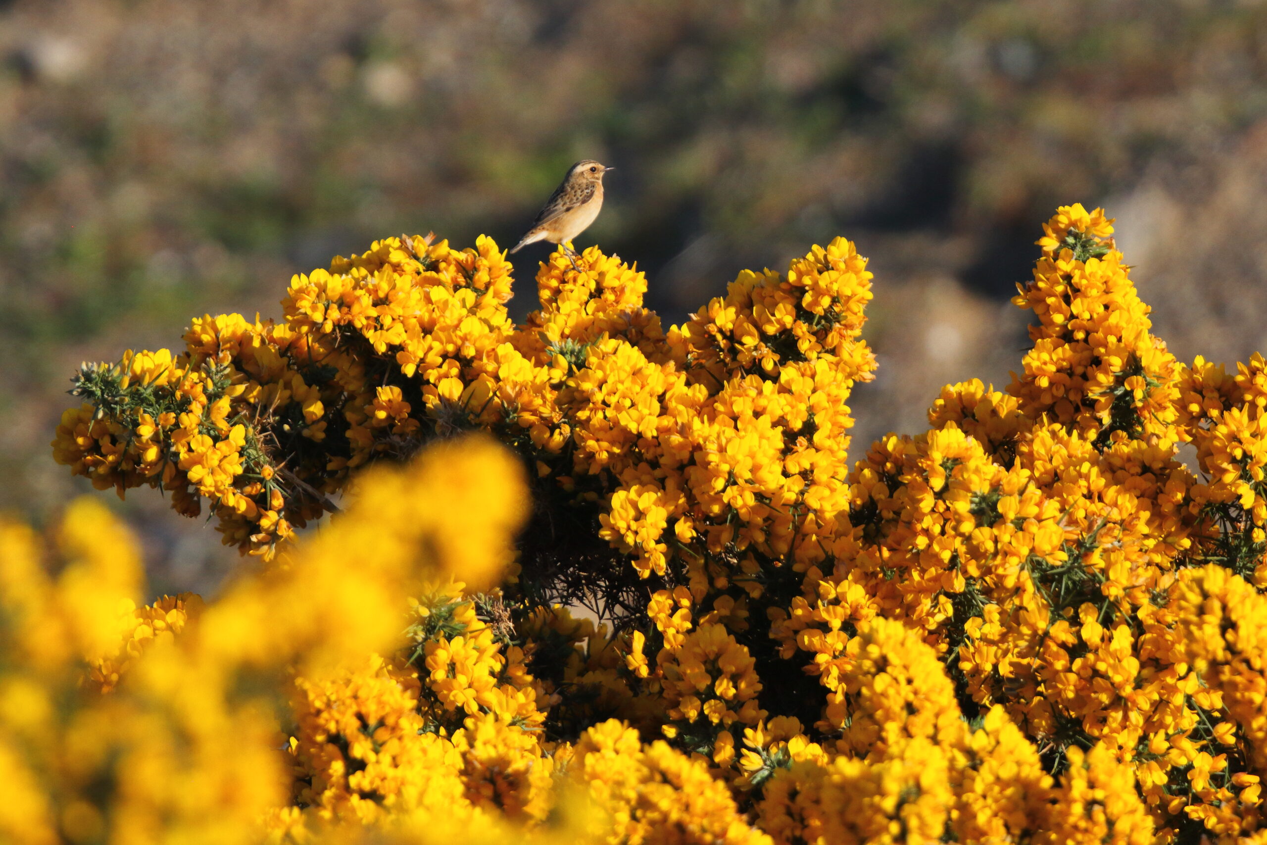 Whinchat. Isle of Man, May 2021 © Neil G Morris.