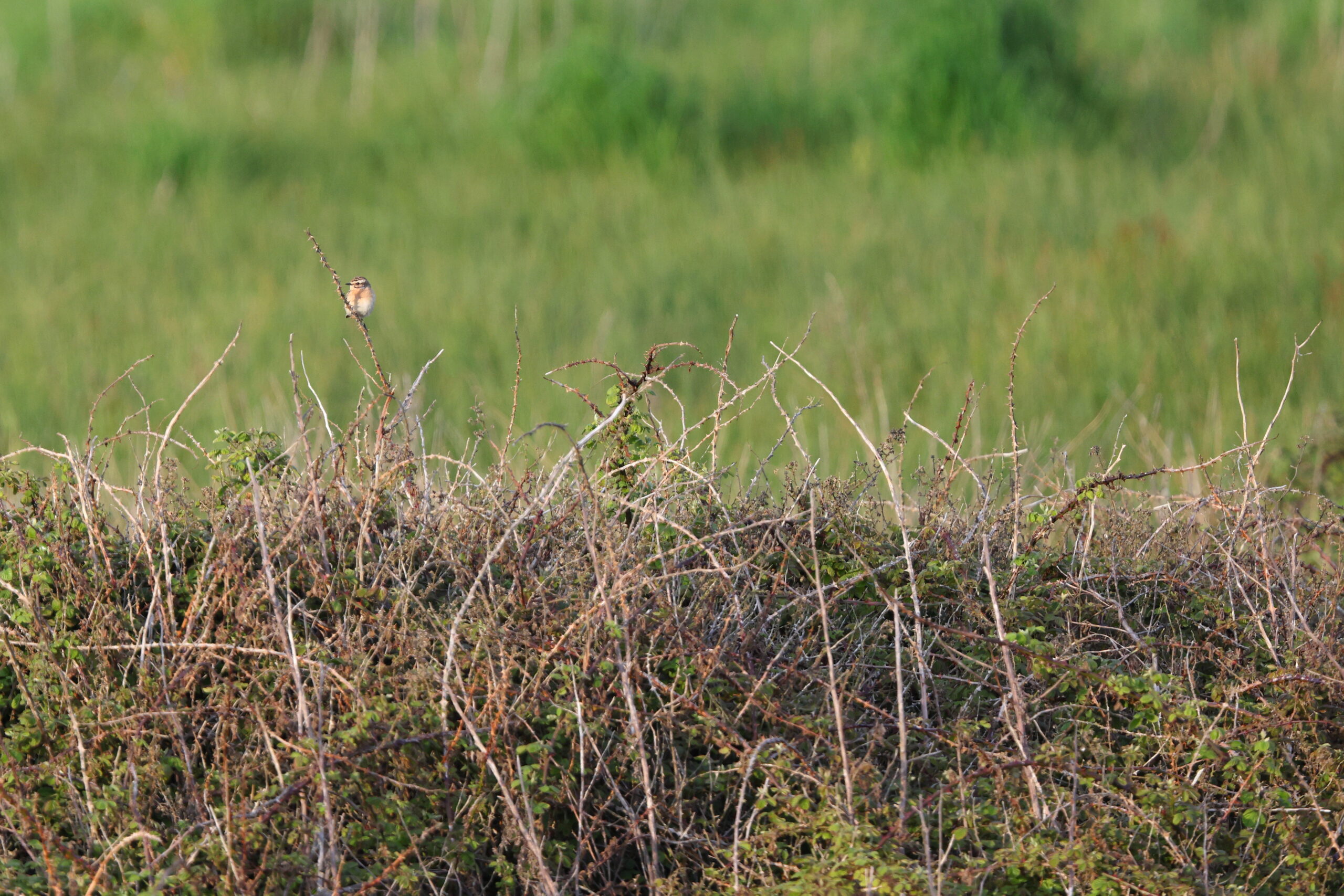 Whinchat. Isle of Man, May 2024 © Neil G Morris.