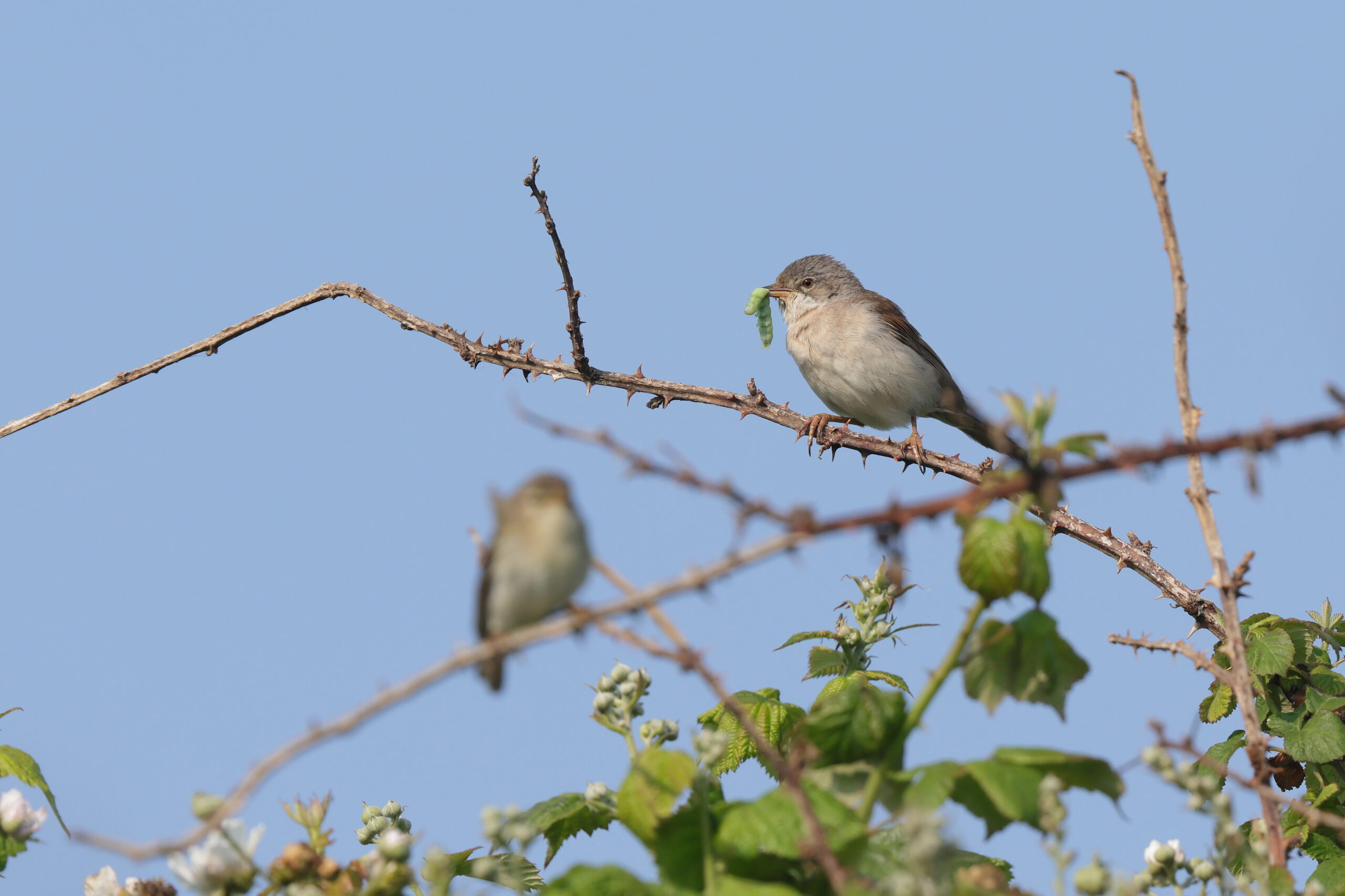 Whitethroat. Isle of Man, June 2023 © Neil G Morris.