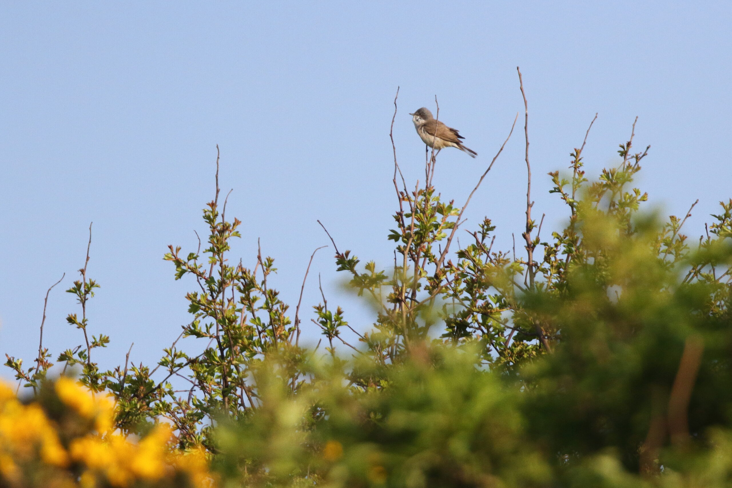 Lesser Whitethroat. Isle of Man, April 2019 © Neil G Morris.