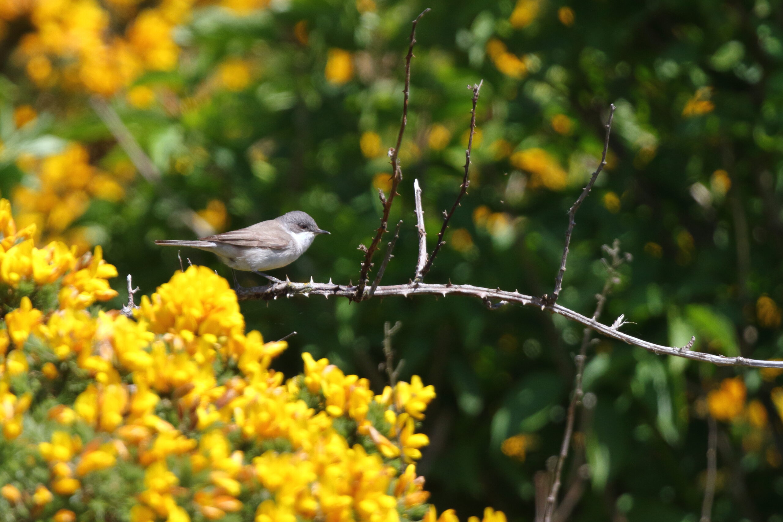 Lesser Whitethroat. Isle of Man, May 2019 © Neil G Morris.
