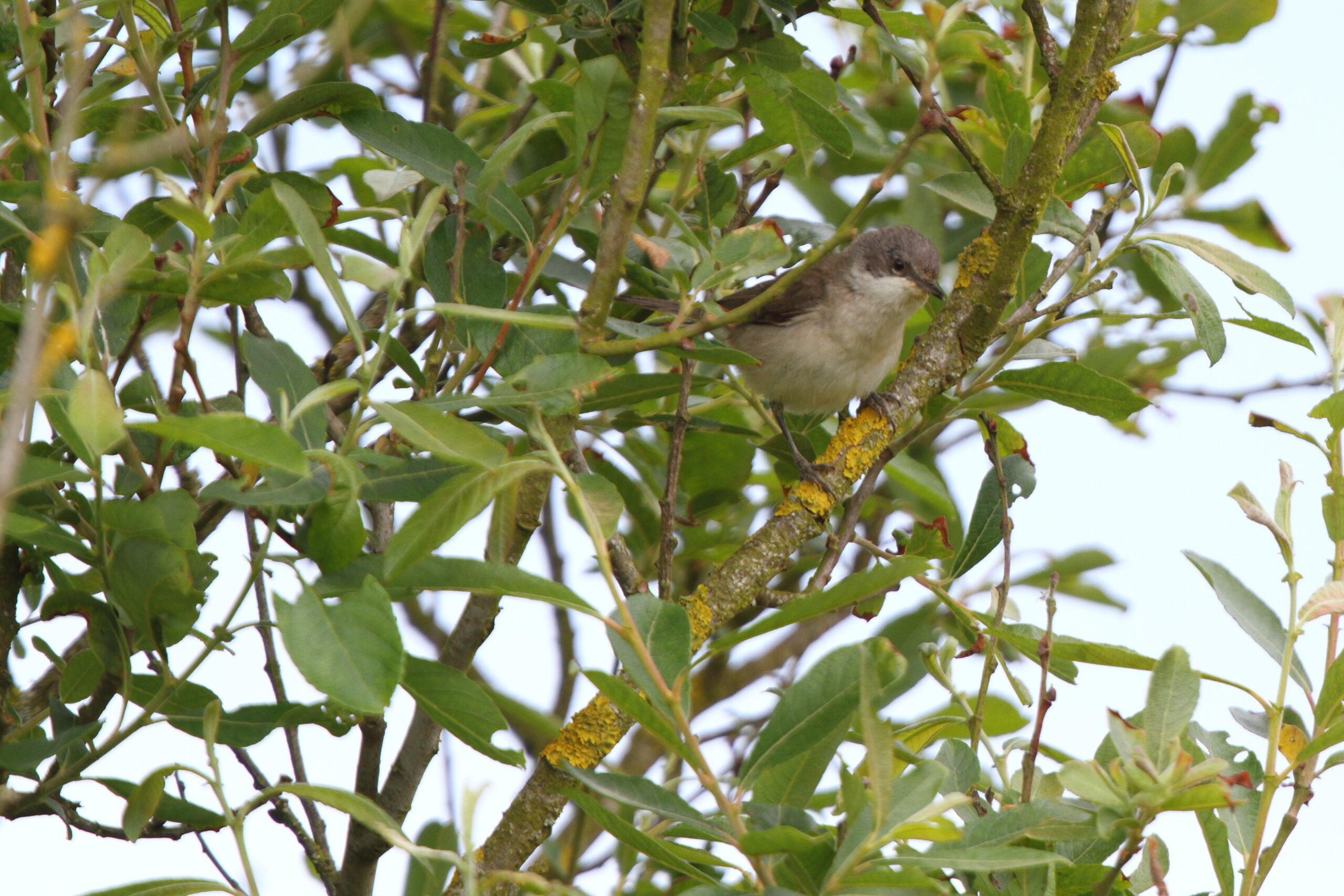 Lesser Whitethroat. Isle of Man, June 2022 © Neil G Morris.
