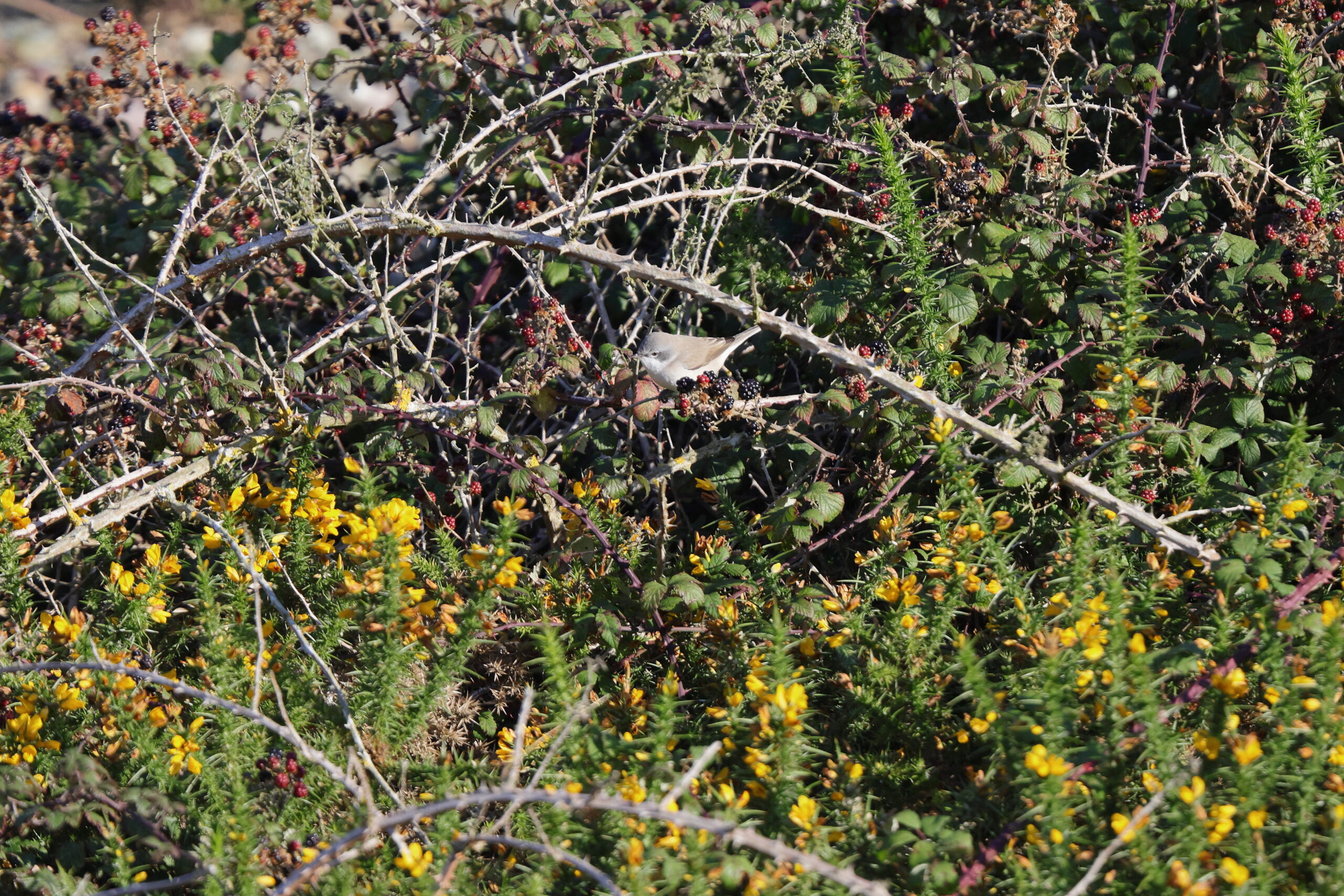 Lesser Whitethroat. Isle of Man, September 2024 © Neil G Morris.