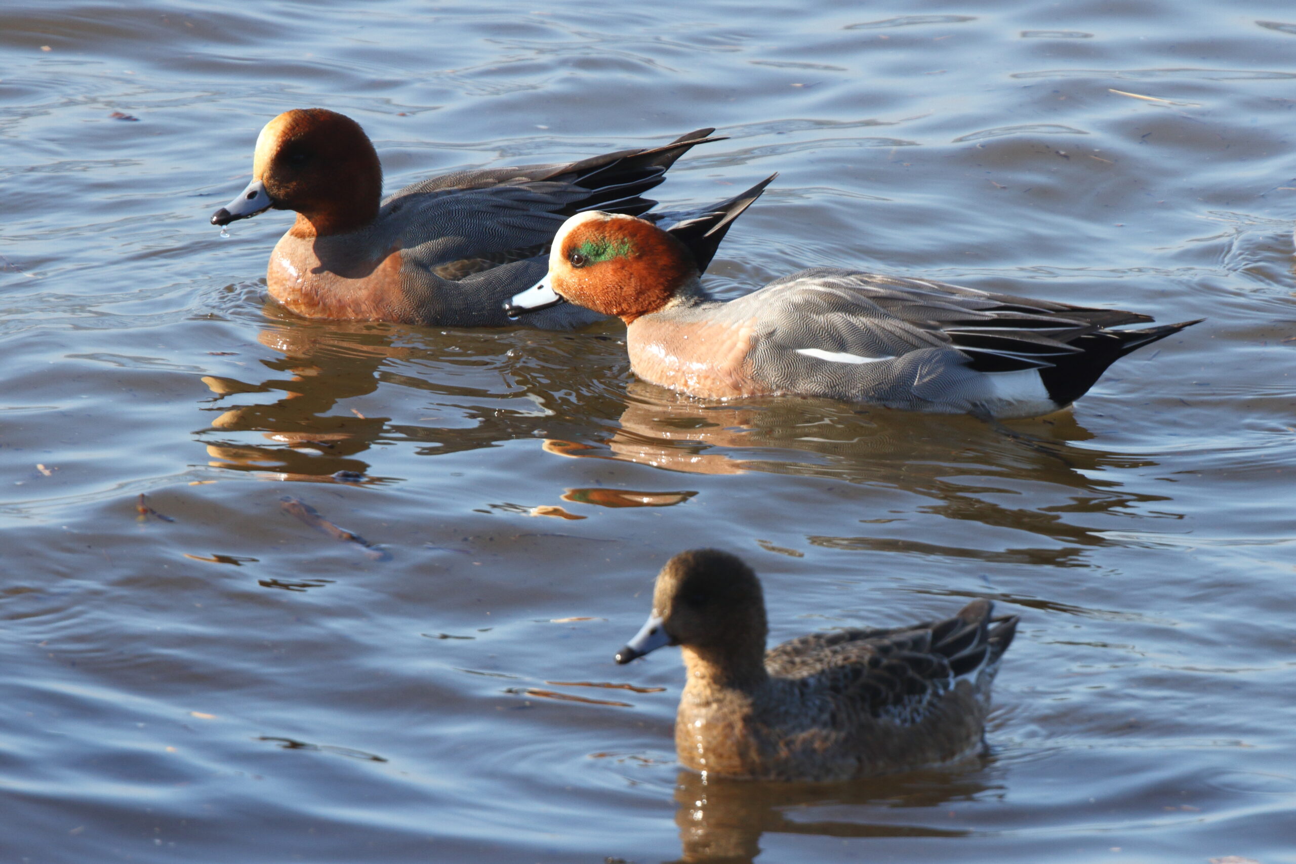 Wigeon. Isle of Man, February 2021 © Neil G Morris.