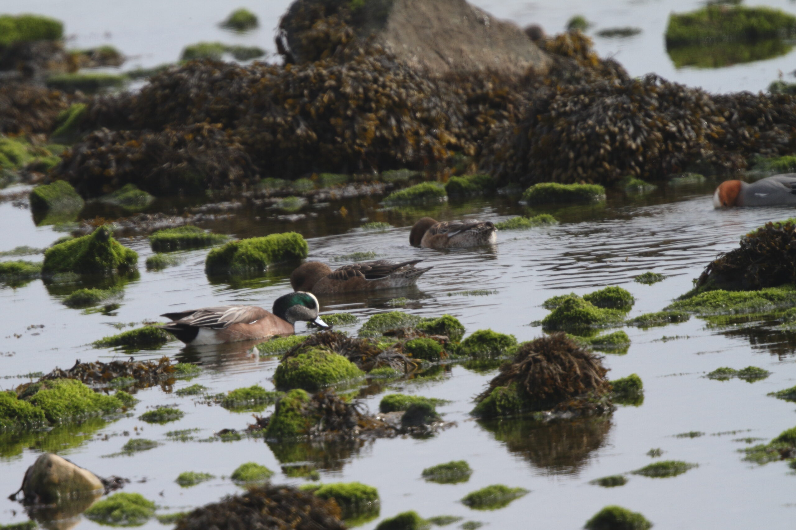 American Wigeon. Isle of Man, March 2022 © Neil G Morris.