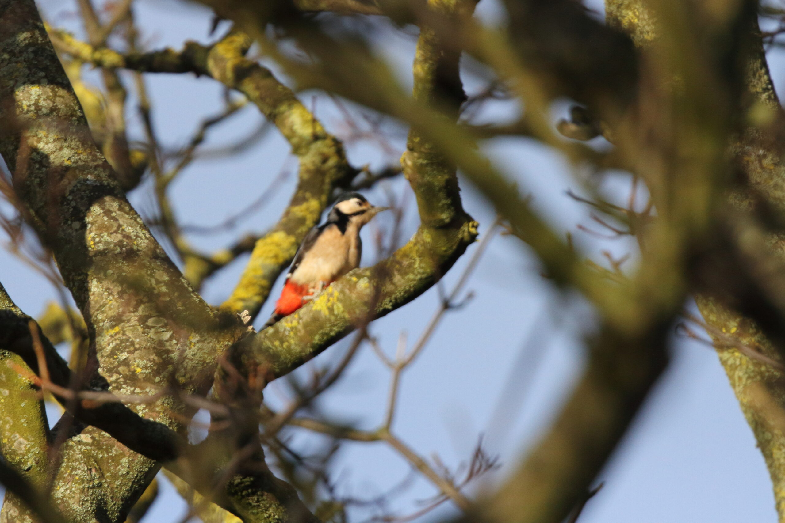 Great Spotted Woodpecker. Isle of Man, November 2017 © Neil G. Morris.