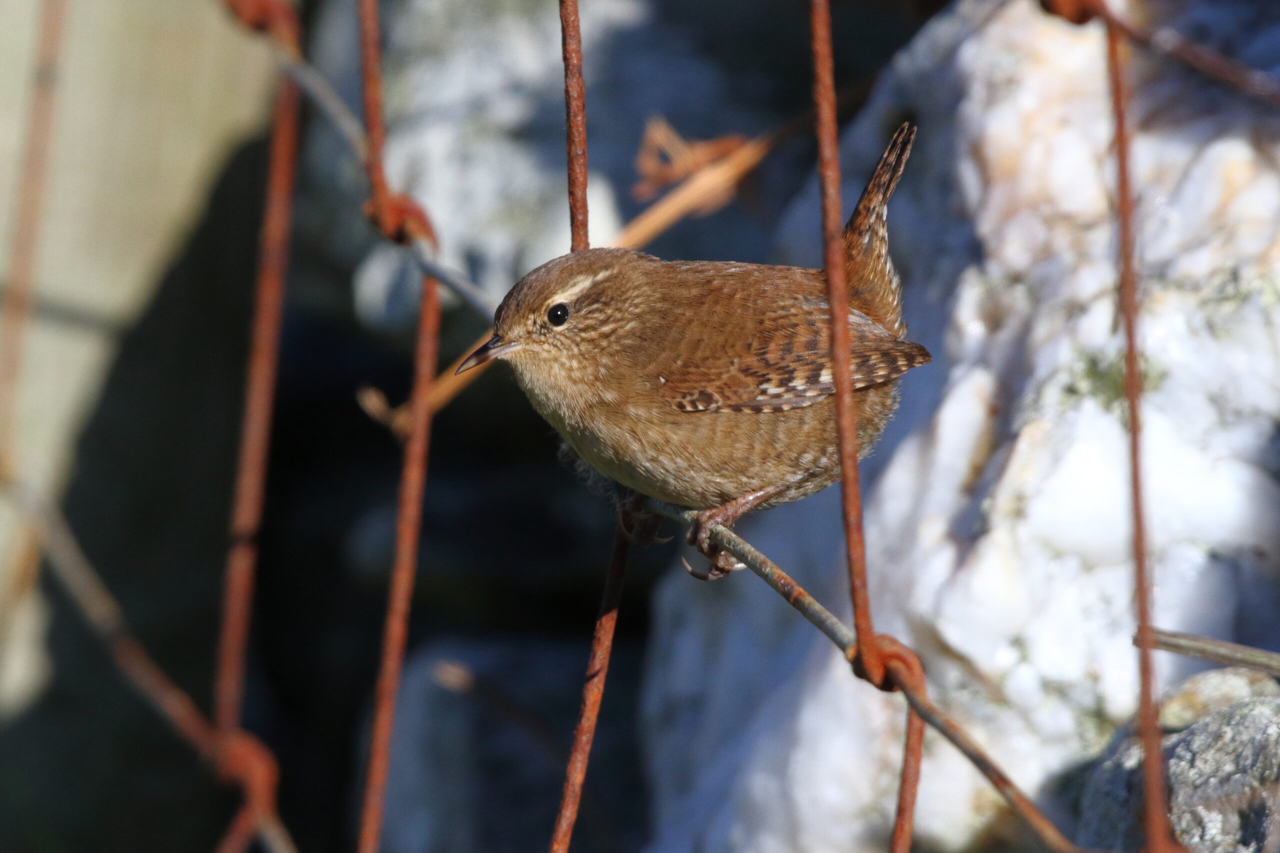 Wren. Isle of Man, October 2018 © Neil G Morris.