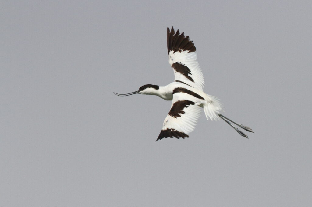 Pied Avocet. Qatar, 26 June 2013 © Neil G. Morris.