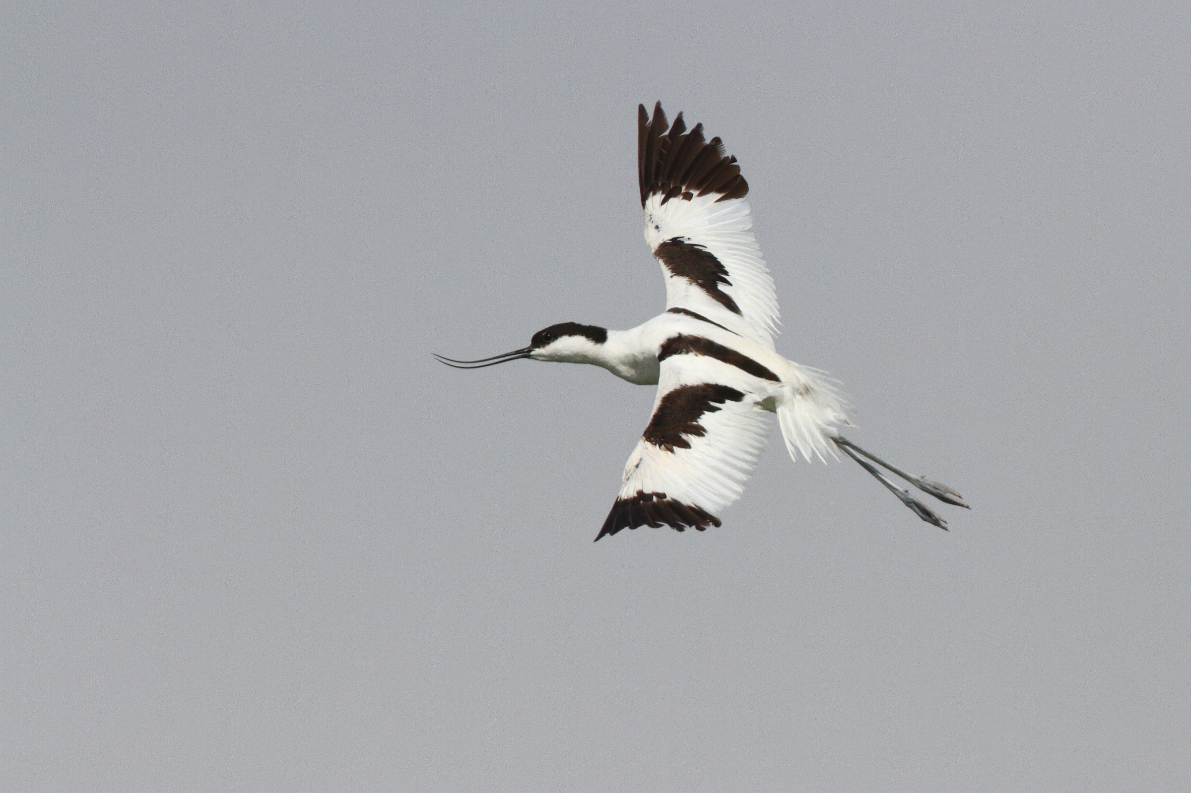 Pied Avocet. Qatar, 26 June 2013 © Neil G. Morris.