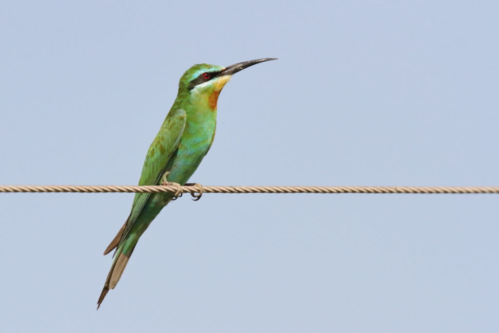 Blue-cheeked Bee-eater. Qatar, 05 October 2012 © Neil G. Morris.