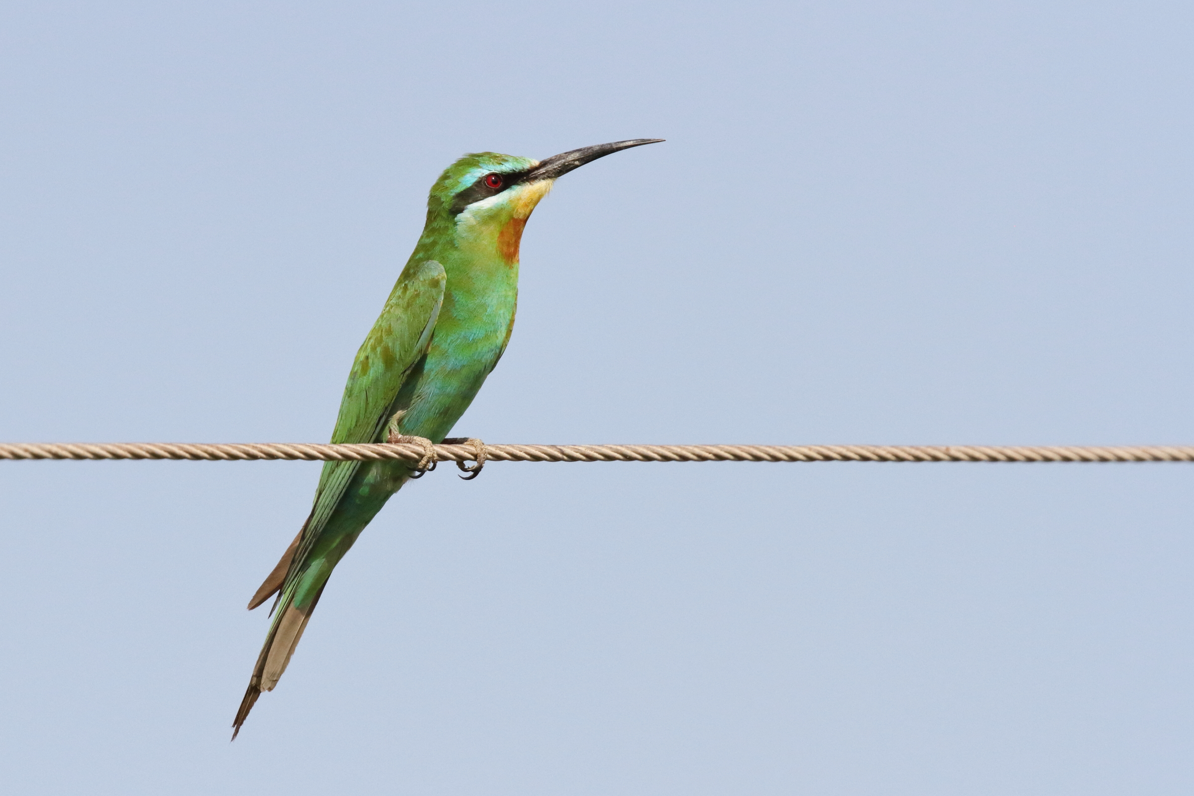 Blue-cheeked Bee-eater. Qatar, 05 October 2012 © Neil G. Morris.
