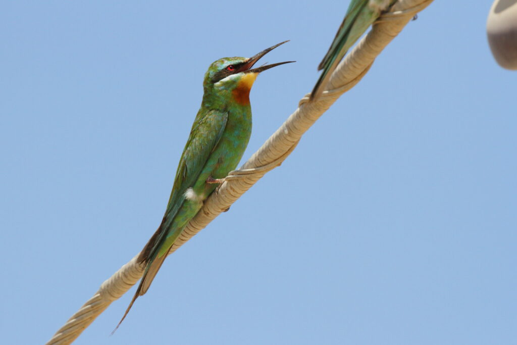 Blue-cheeked Bee-eater. Qatar, 10 October 2012 © Neil G. Morris.