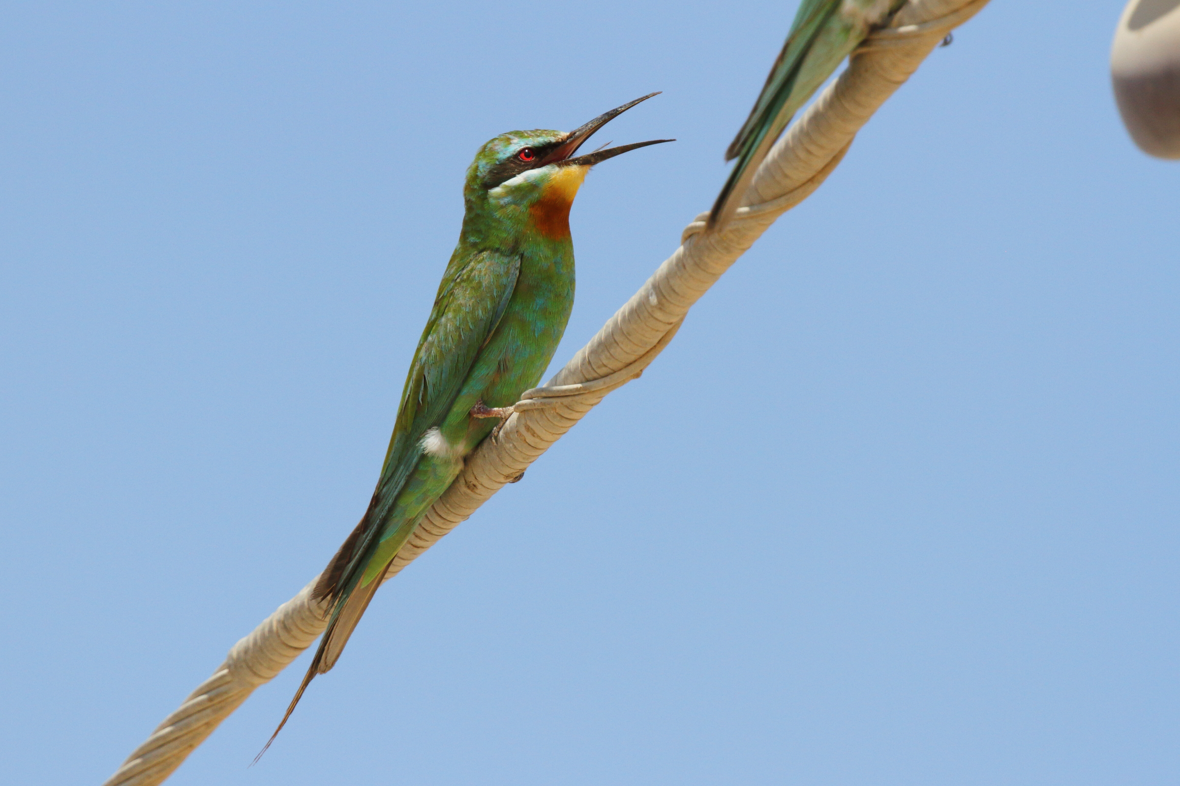 Blue-cheeked Bee-eater. Qatar, 10 October 2012 © Neil G. Morris.