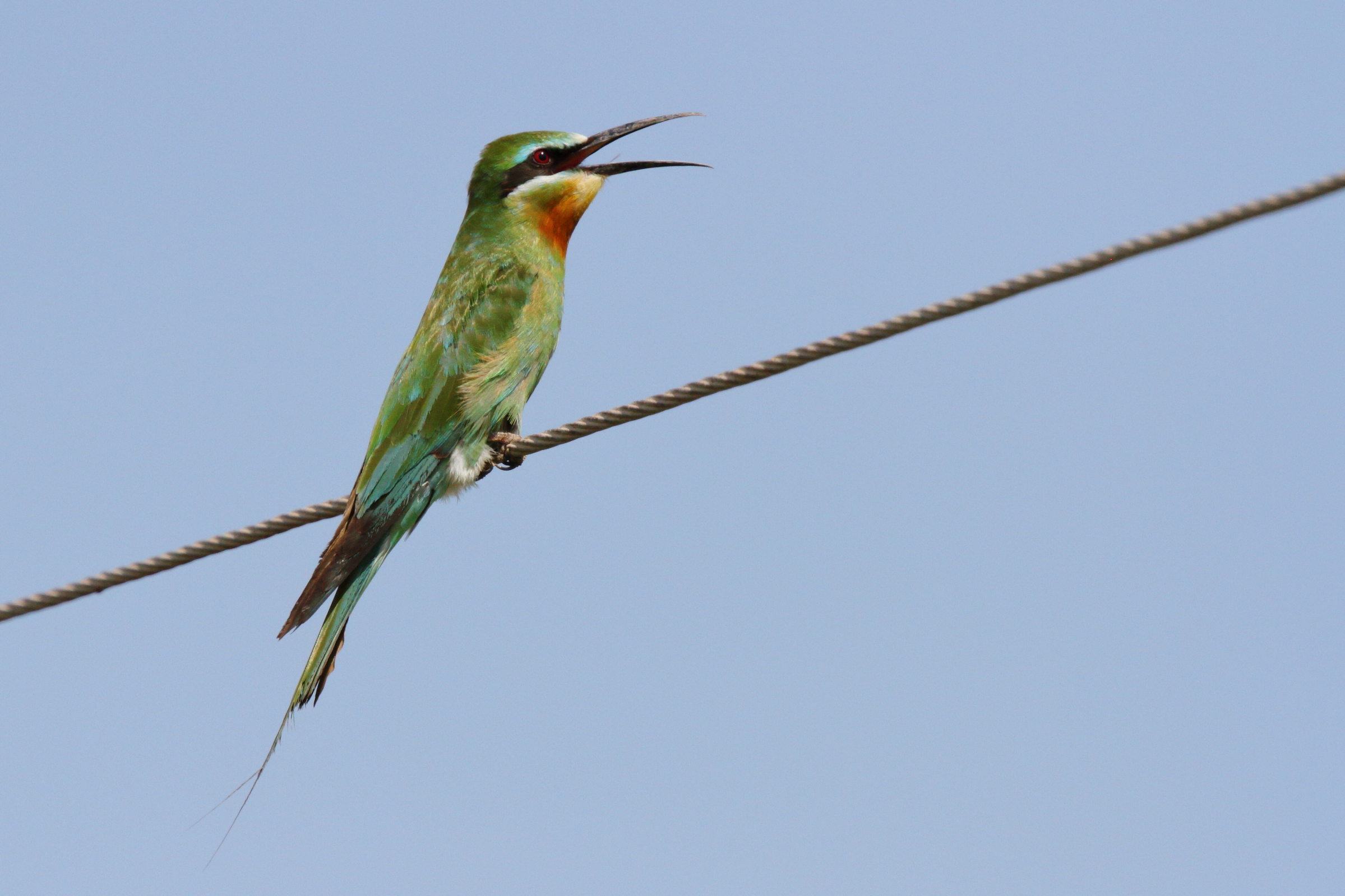 Blue-cheeked Bee-eater. Qatar, 10 October 2012 © Neil G. Morris.