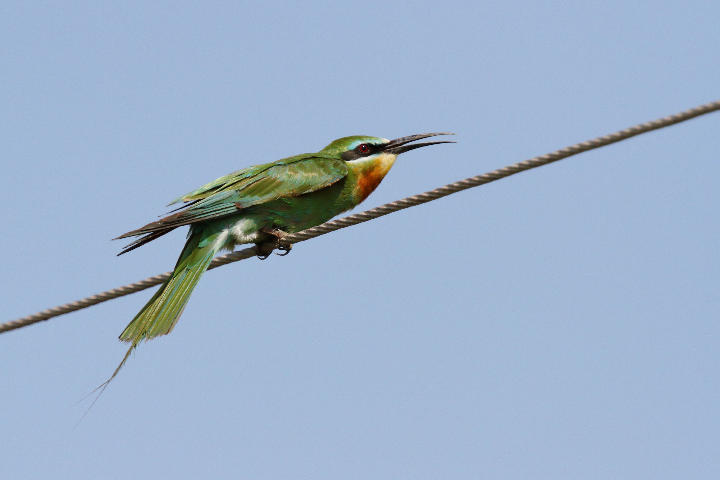 Blue-cheeked Bee-eater. Qatar, 10 October 2012 © Neil G. Morris.