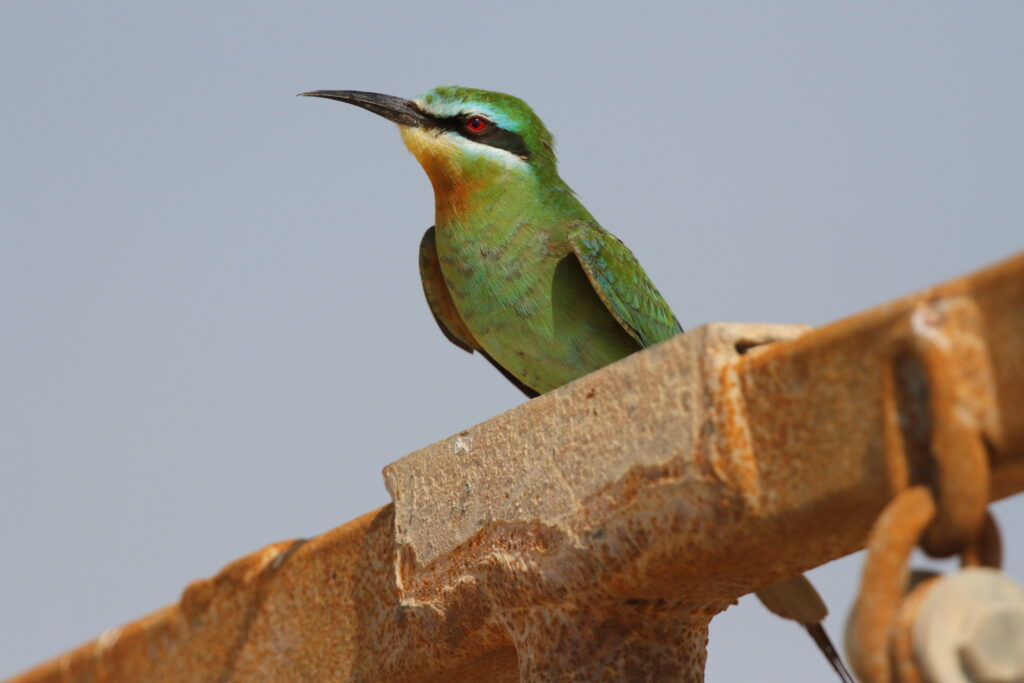 Blue-cheeked Bee-eater. Qatar, 11 October 2012 © Neil G. Morris.
