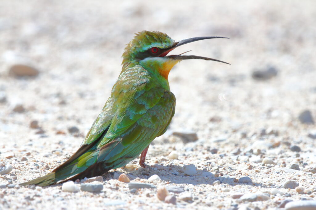 Blue-cheeked Bee-eater. Qatar, 16 October 2012 © Neil G. Morris.