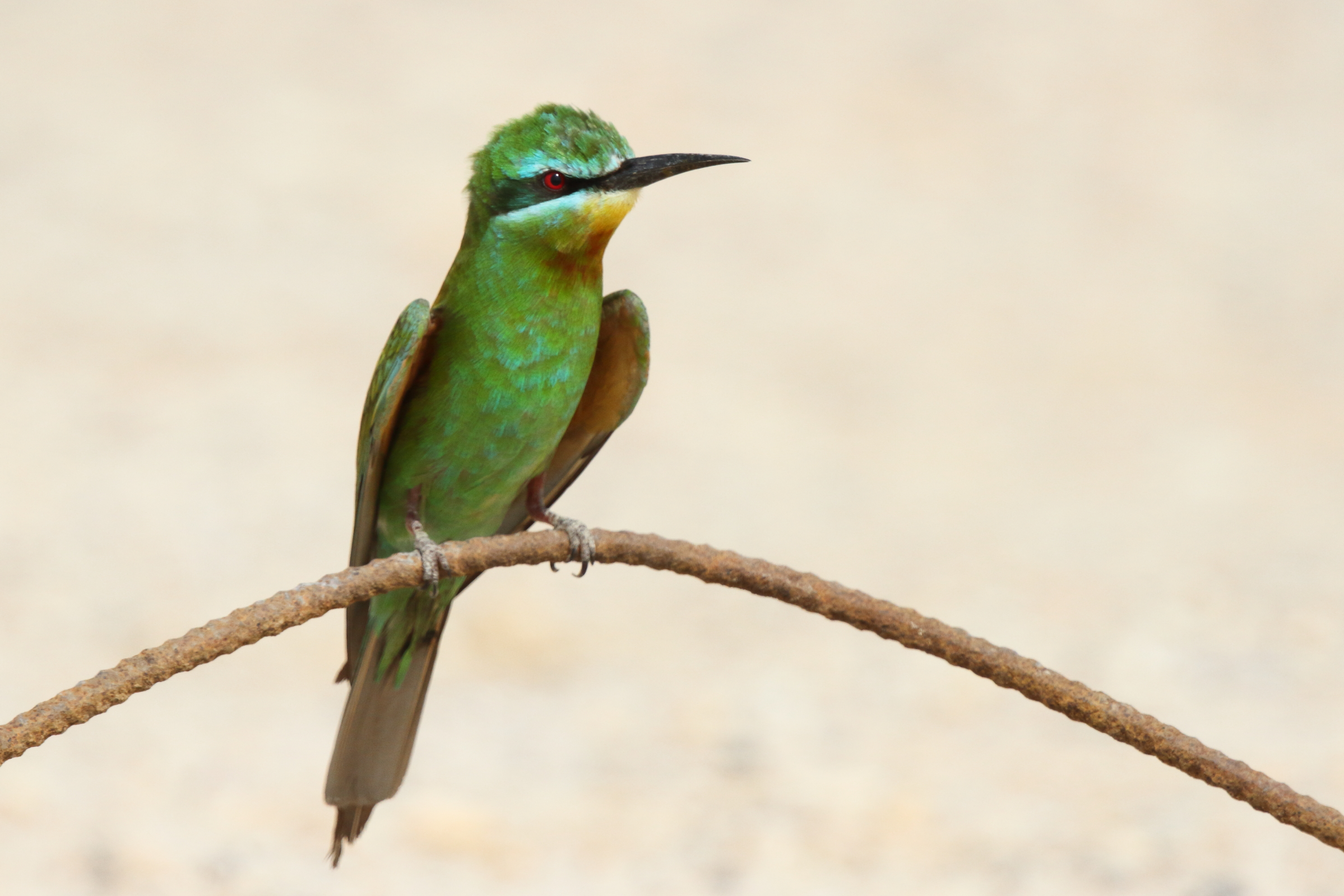 Blue-cheeked Bee-eater. Qatar, 21 October 2012 © Neil G. Morris.