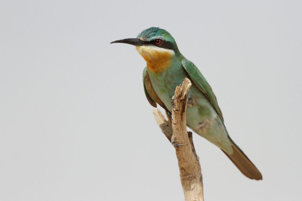 Blue-cheeked Bee-eater. Qatar, 21 October 2012 © Neil G. Morris.