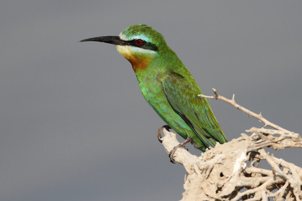 Blue-cheeked Bee-eater. Qatar, 26 October 2012 © Neil G. Morris.