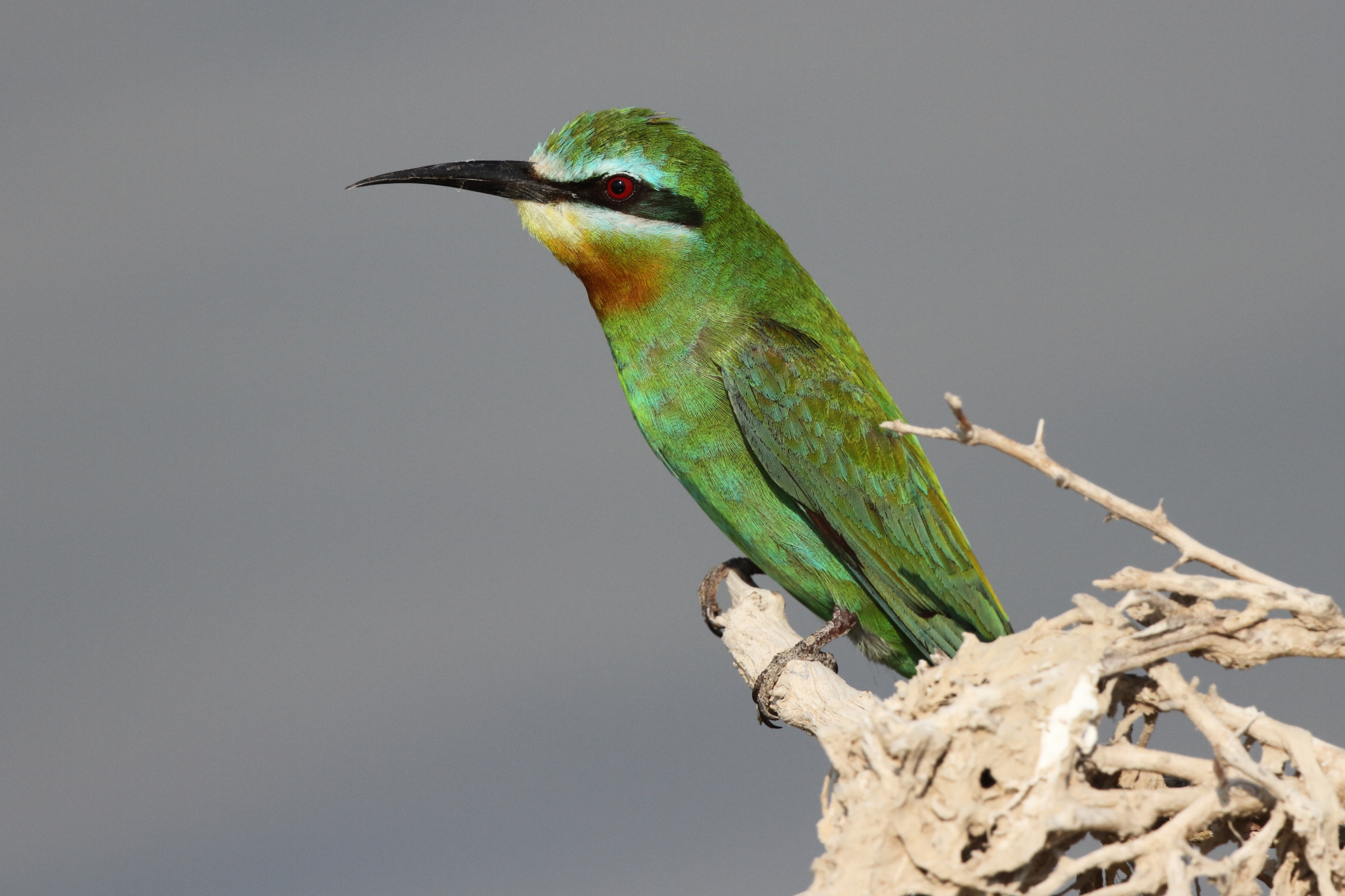 Blue-cheeked Bee-eater. Qatar, 26 October 2012 © Neil G. Morris.