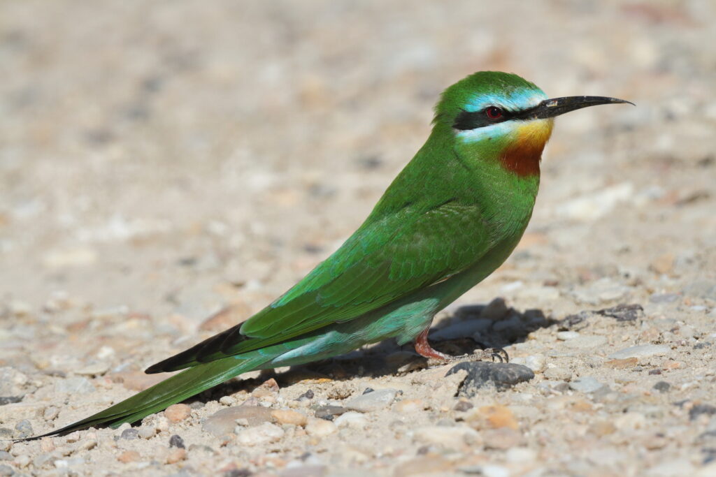 Blue-cheeked Bee-eater. Qatar, 27 March 2013 © Neil G. Morris.