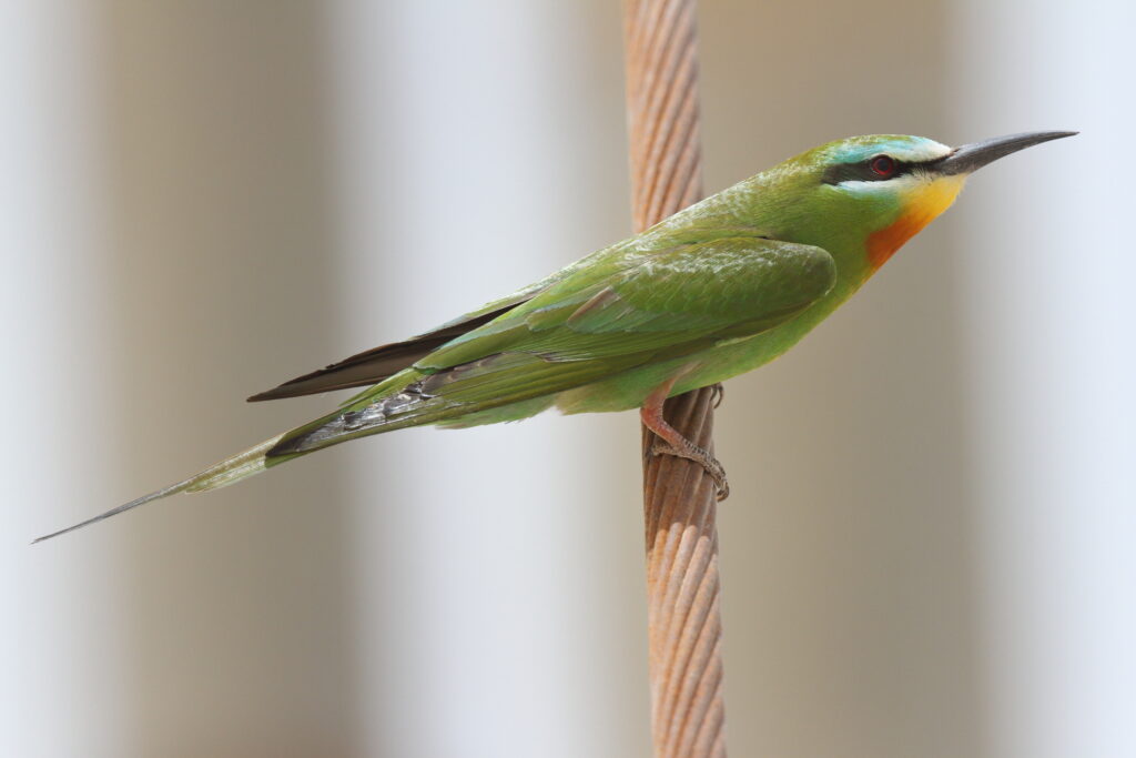Blue-cheeked Bee-eater. Qatar, 24 April 2013 © Neil G. Morris.
