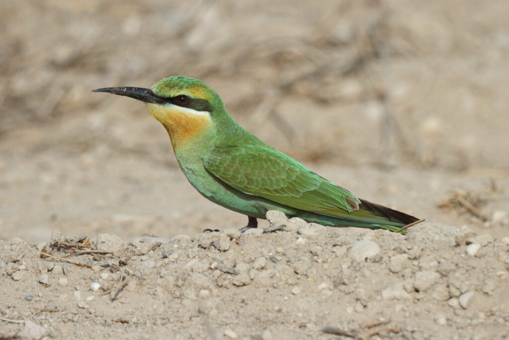 Blue-cheeked Bee-eater. Qatar, 21 October 2013 © Neil G. Morris.
