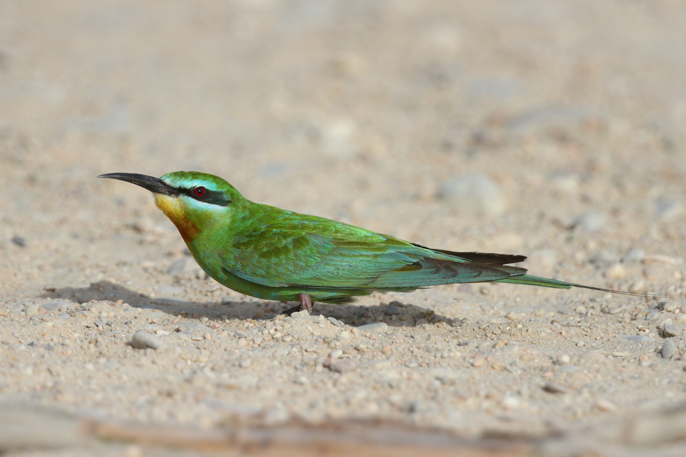 Blue-cheeked Bee-eater. Qatar, 21 October 2013 © Neil G. Morris.