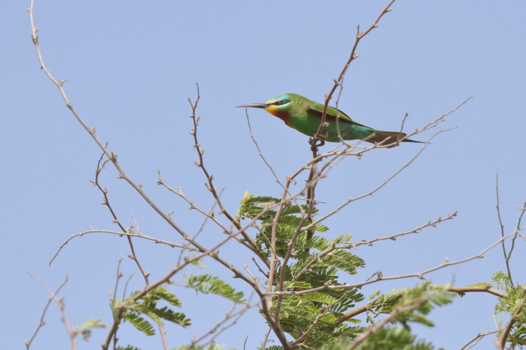 Blue-cheeked Bee-eater. Qatar, 05 May 2014 © Neil G. Morris.