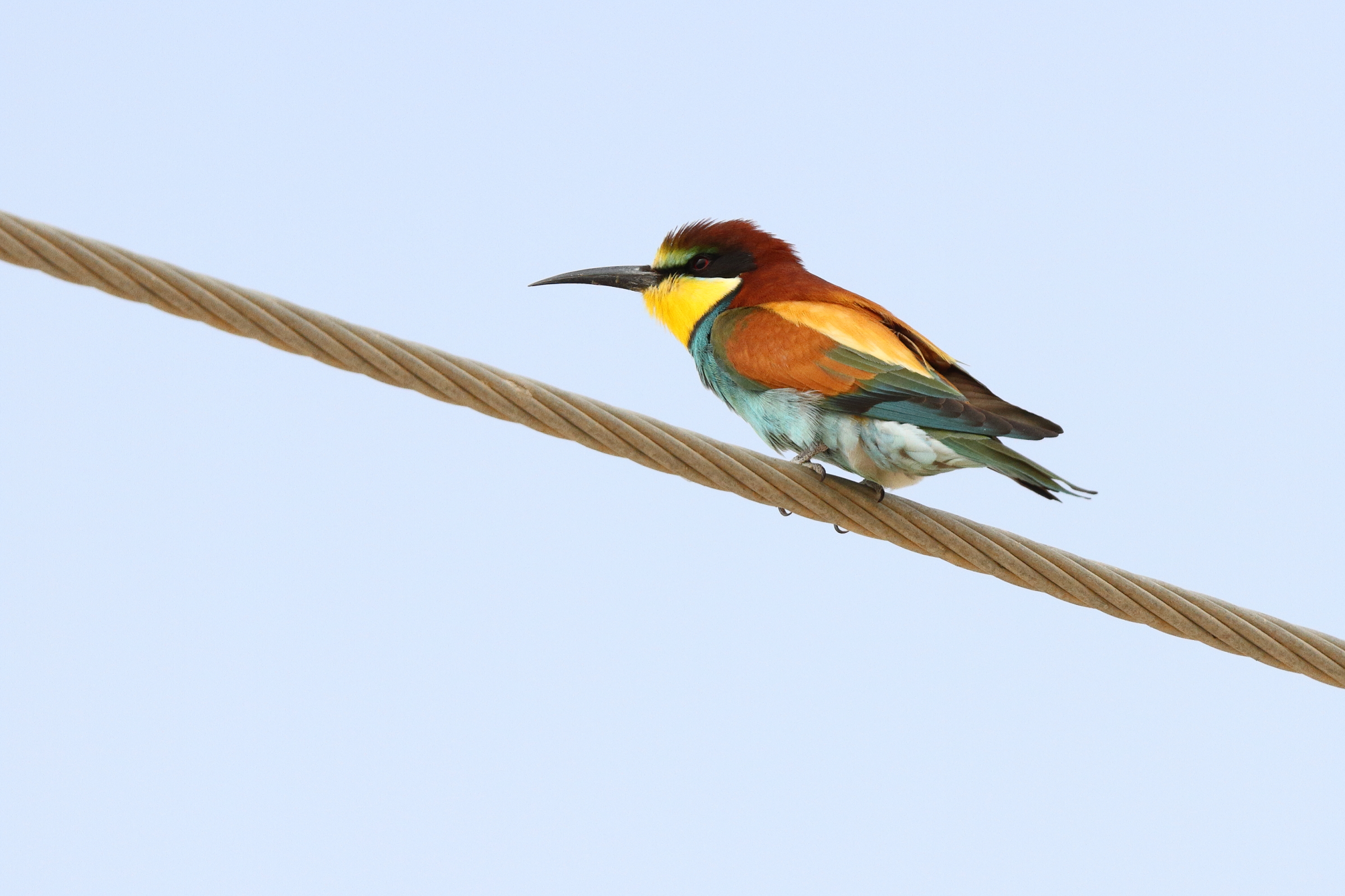 European Bee-eater. Qatar, 20 March 2013 © Neil G. Morris.