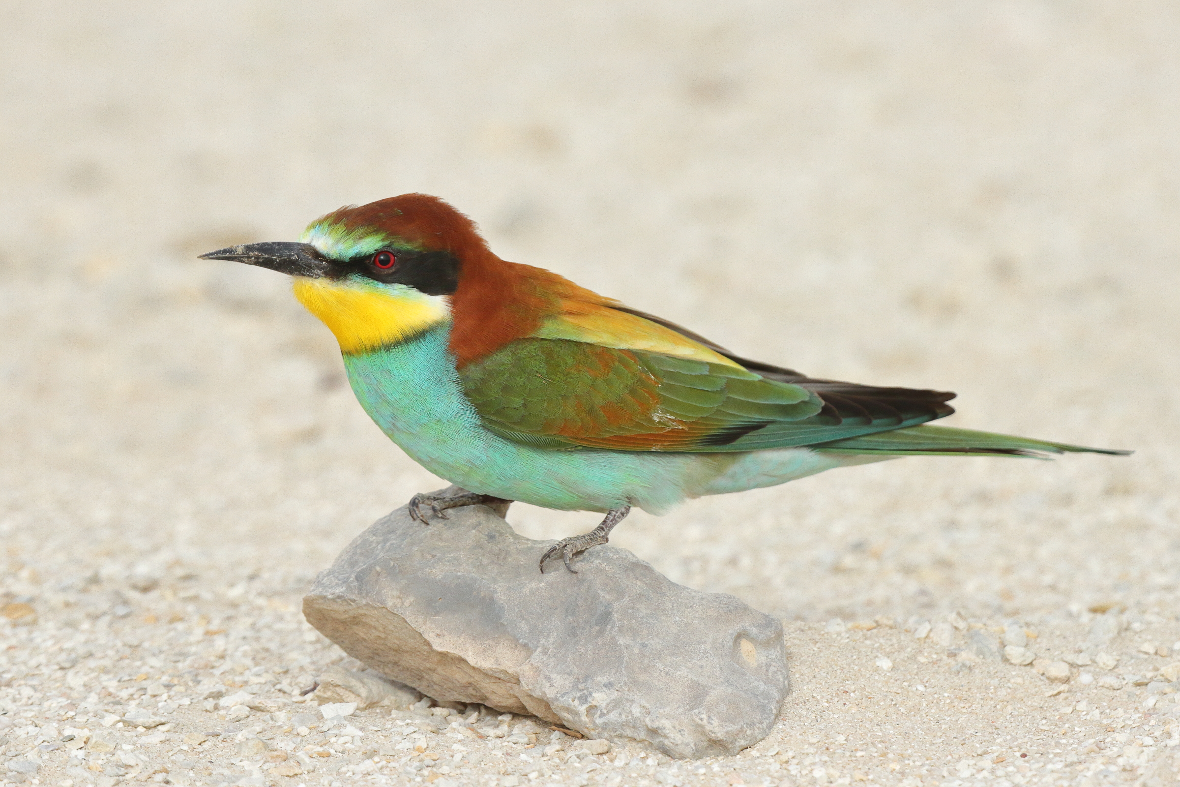 European Bee-eater. Qatar, 06 April 2013 © Neil G. Morris.