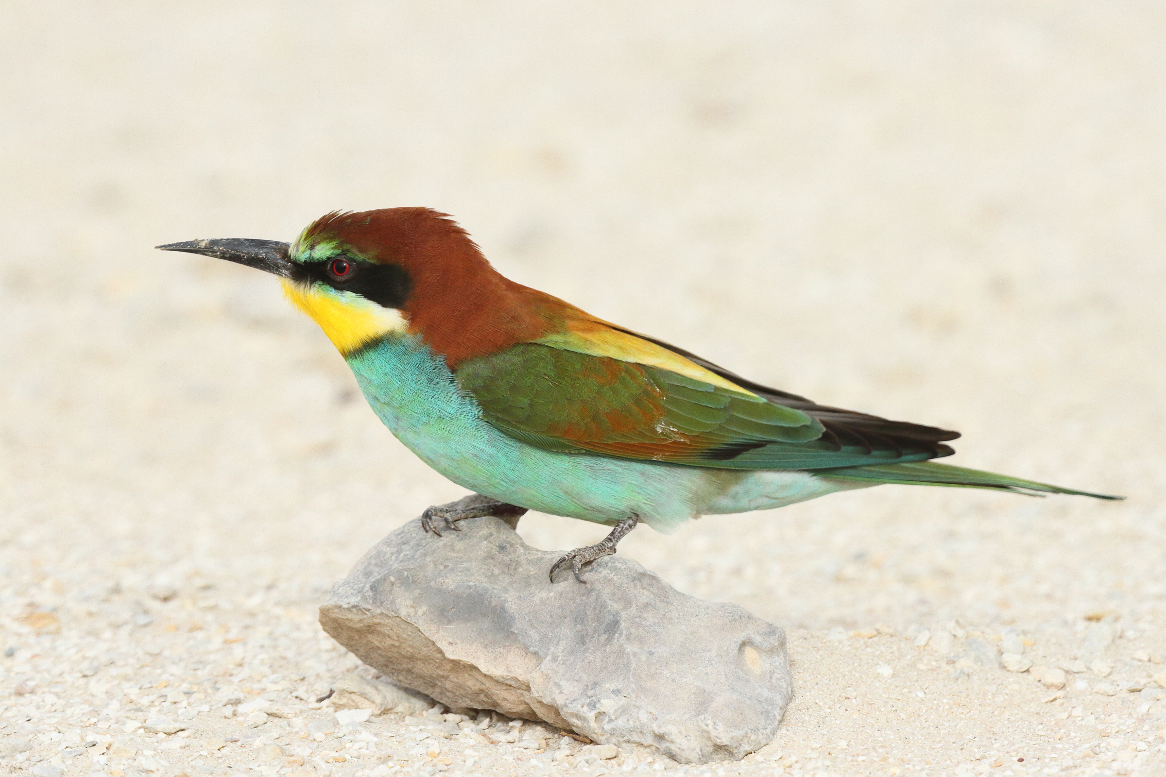 European Bee-eater. Qatar, 06 April 2013 © Neil G. Morris.