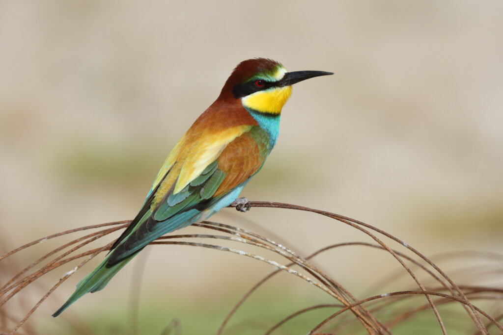 European Bee-eater. Qatar, 02 April 2014 © Neil G. Morris.