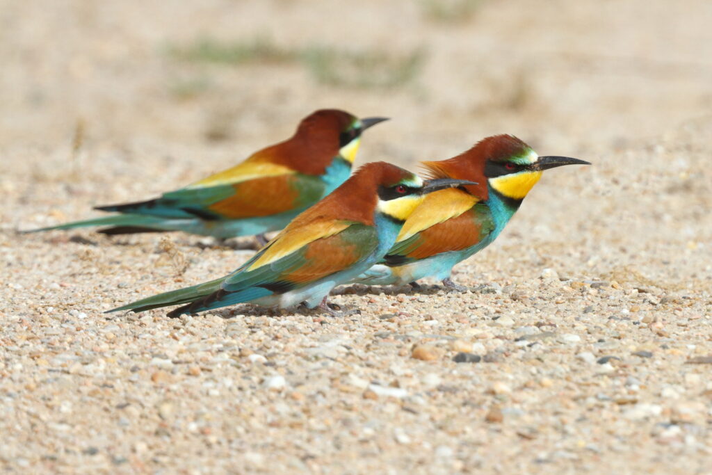 European Bee-eater. Qatar, 02 April 2014 © Neil G. Morris.